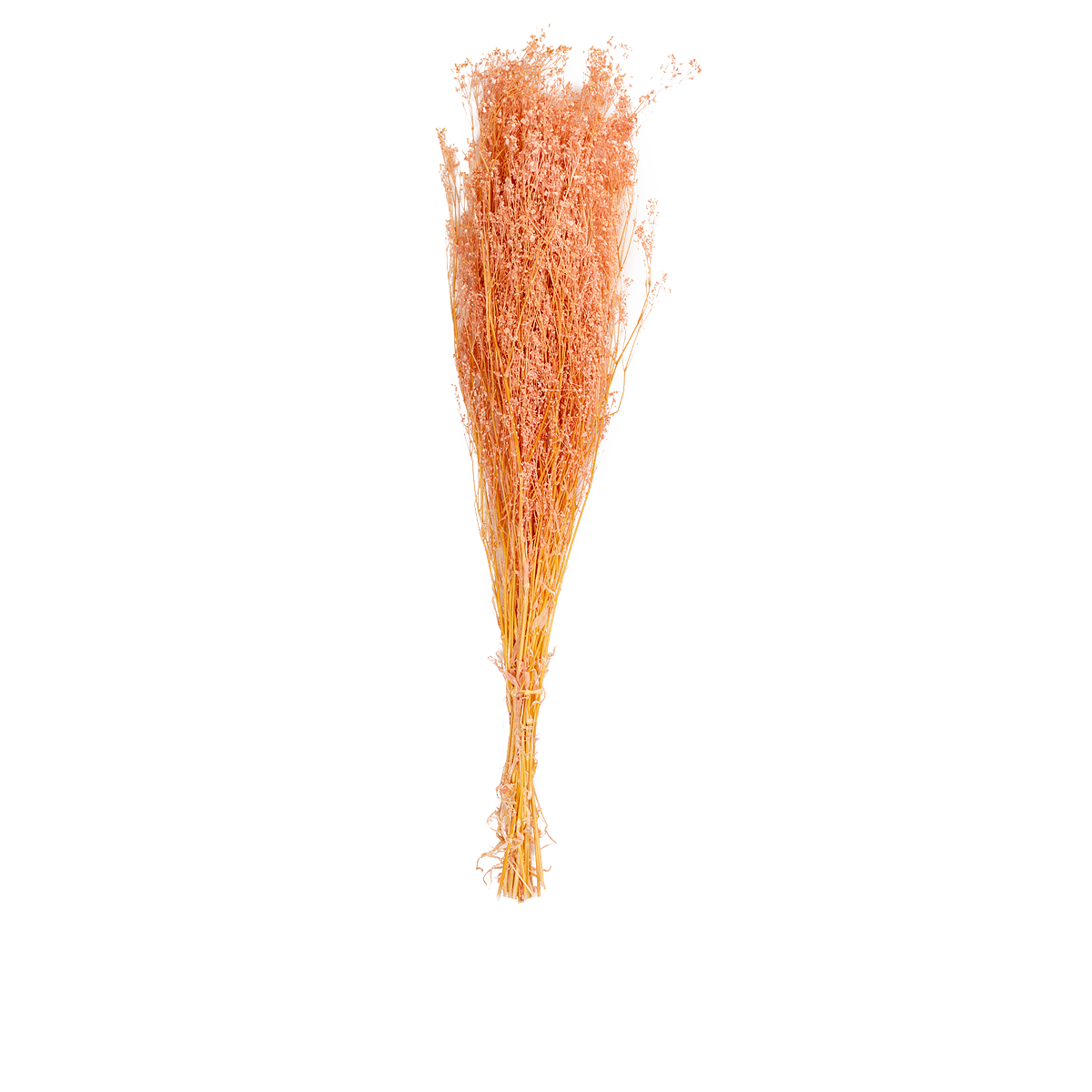Gypsophile Paniculata Dried Botanical