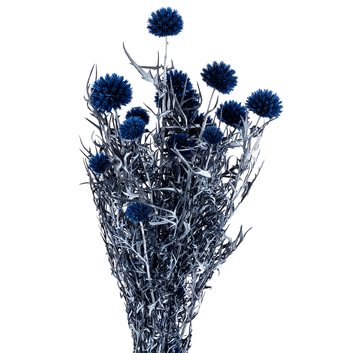 Echinops Dried Botanical