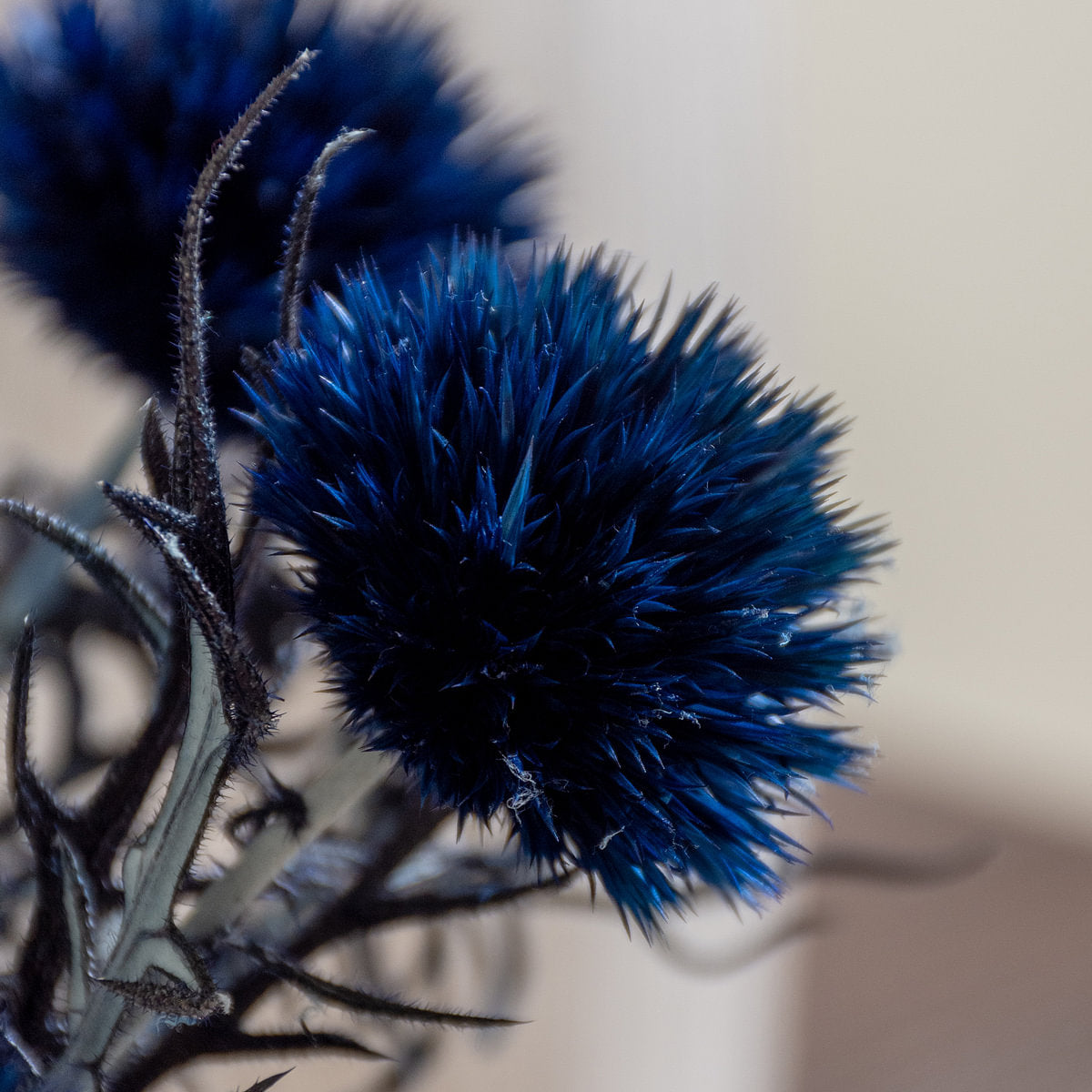 Echinops Dried Botanical
