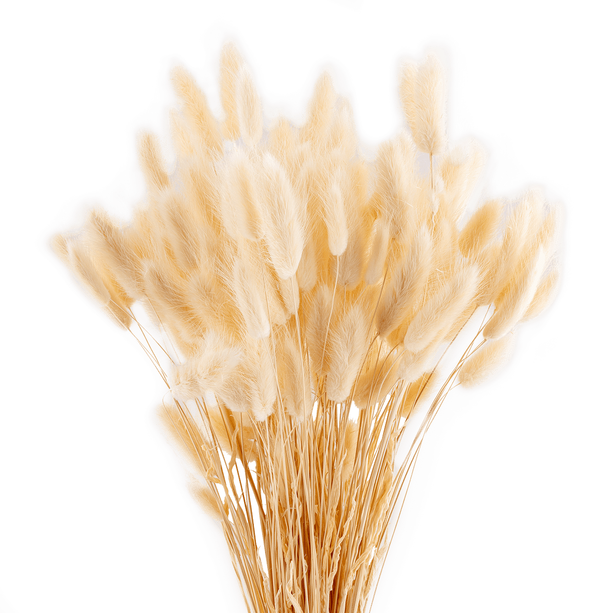 Lagurus  Blanc Dried Botanical