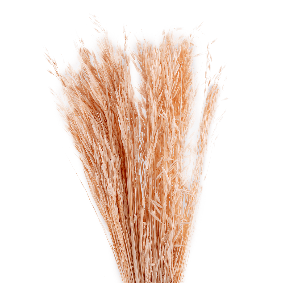 Stem