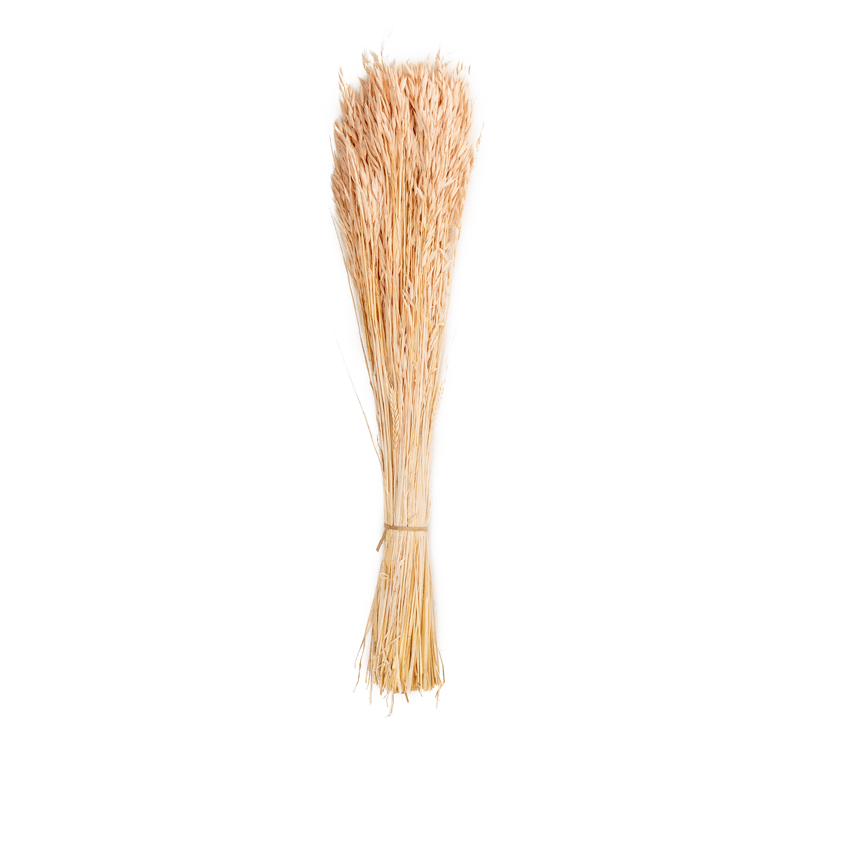 Stem
