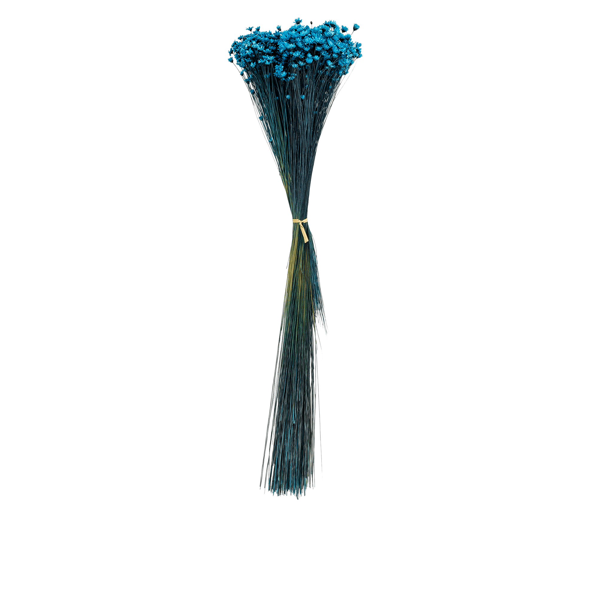 Echinops Dried Botanical