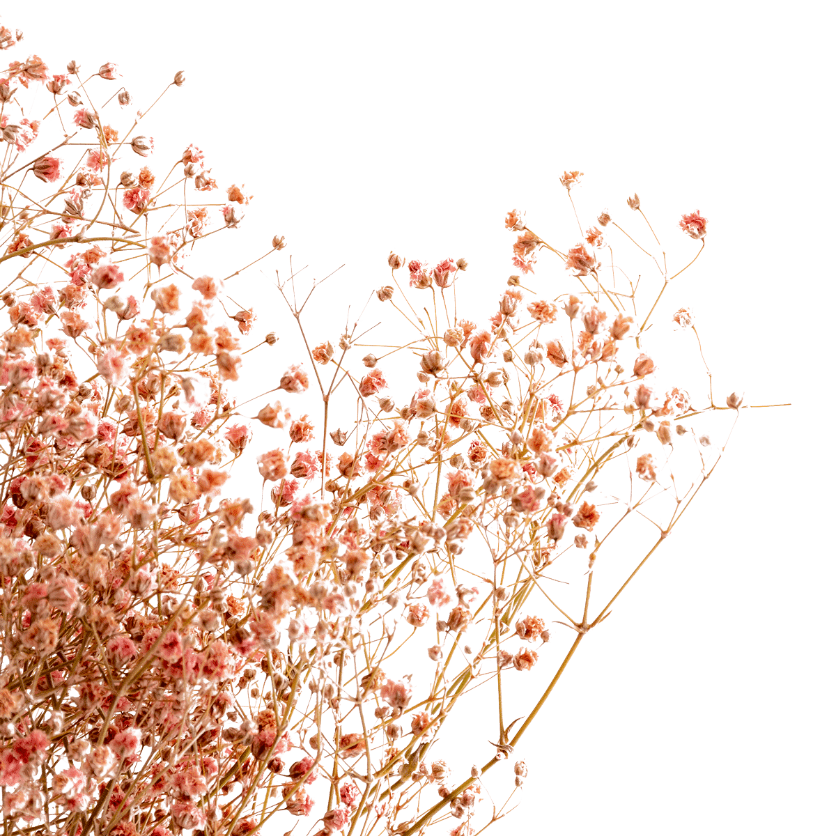 Gypsophile Paniculata Dried Botanical