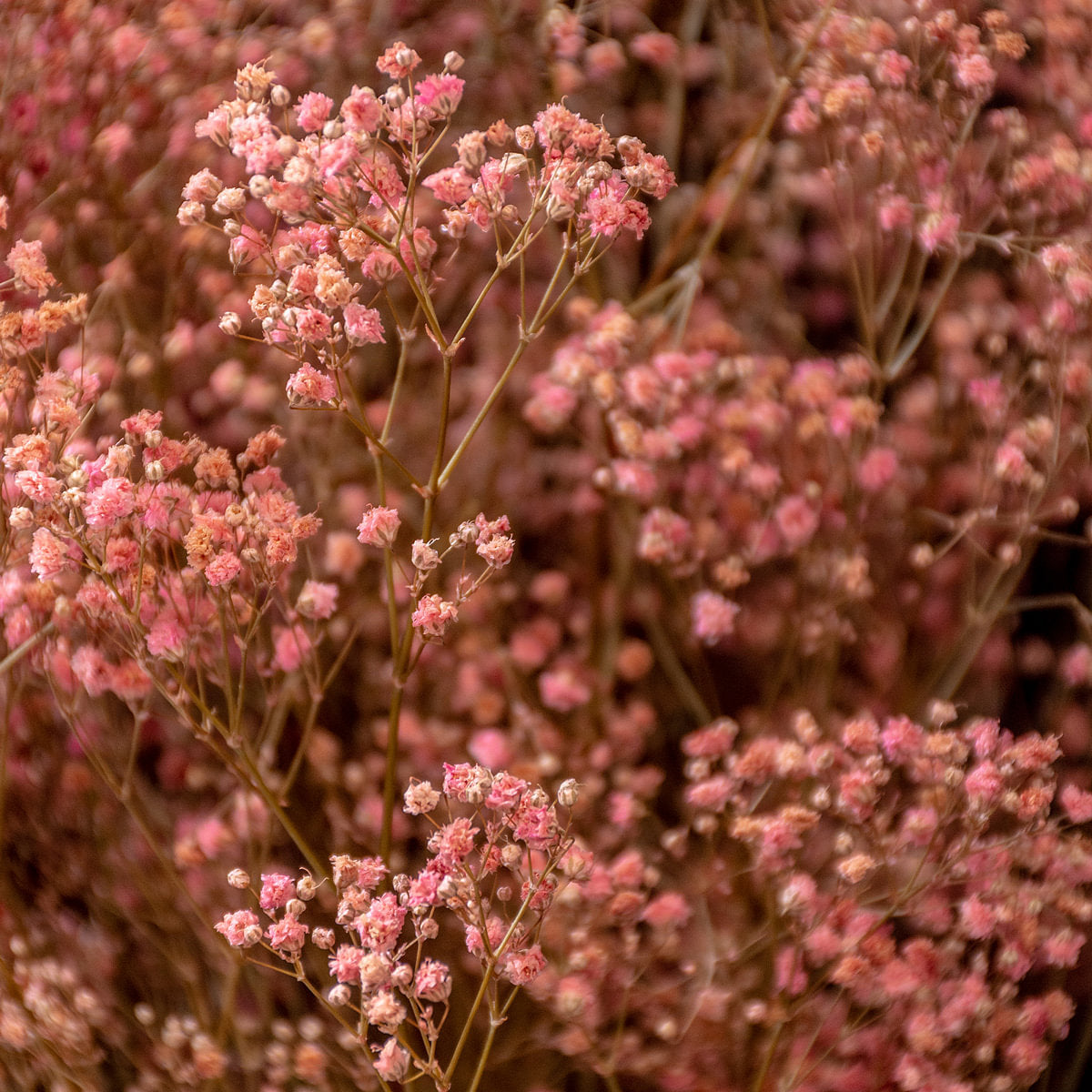 Gypsophile Paniculata Dried Botanical