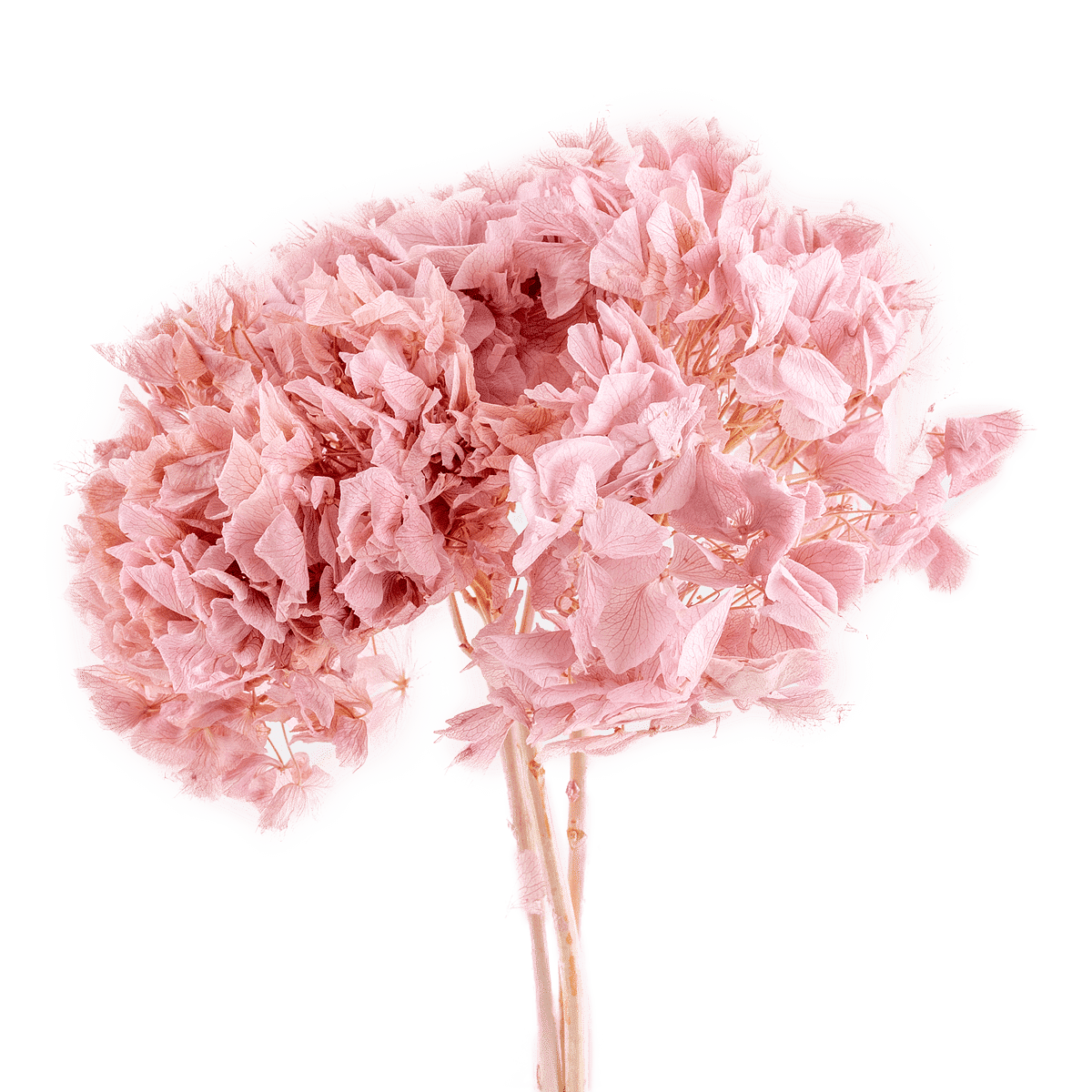 Stem