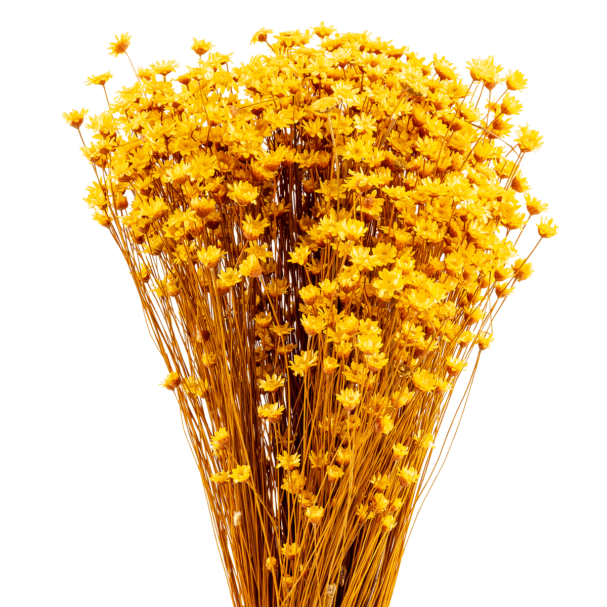 Achilea Parker Jaune Dried Botanical