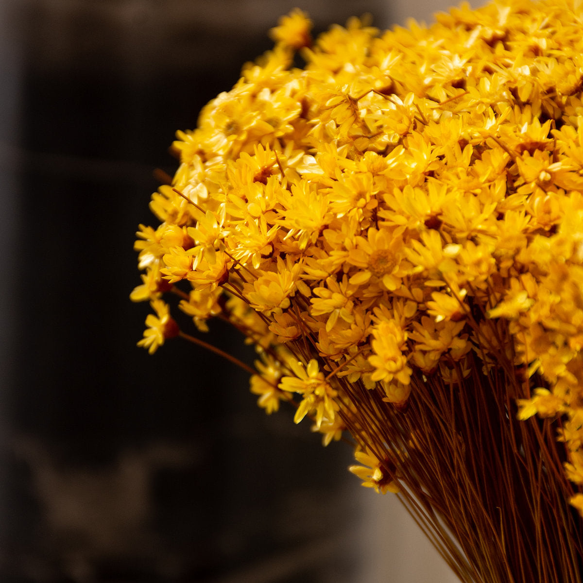 Achilea Parker Jaune Dried Botanical