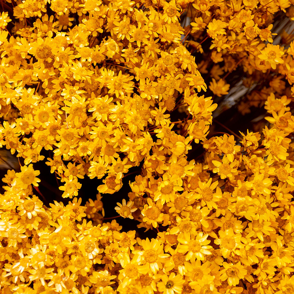 Achilea Parker Jaune Dried Botanical