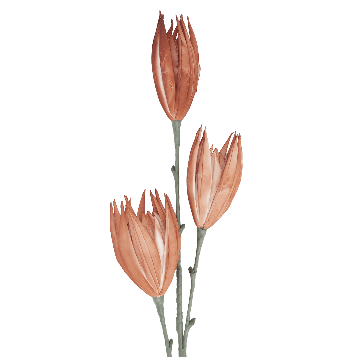 /R/I/RI009081_1.png