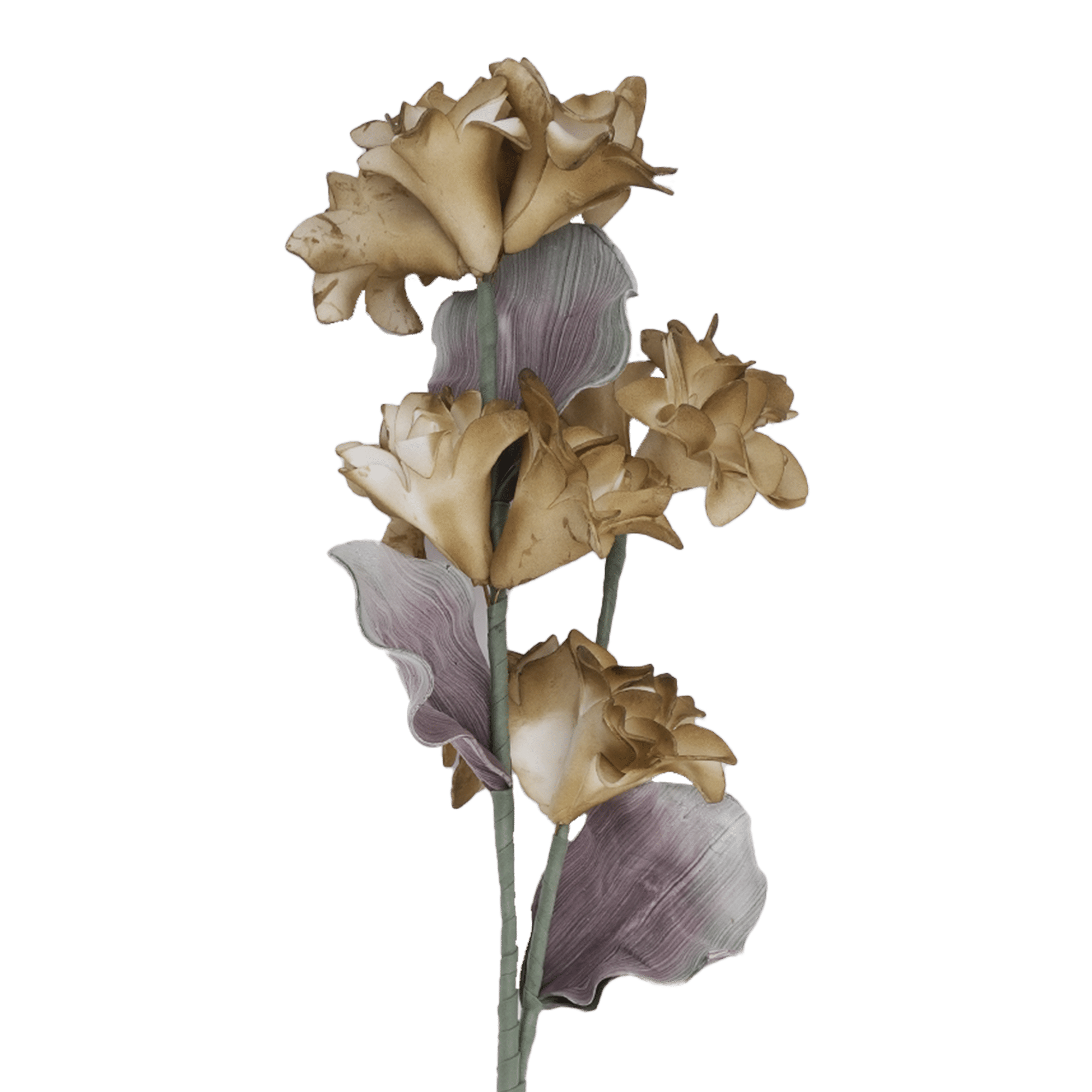COCKSCOMB FLOWER  H