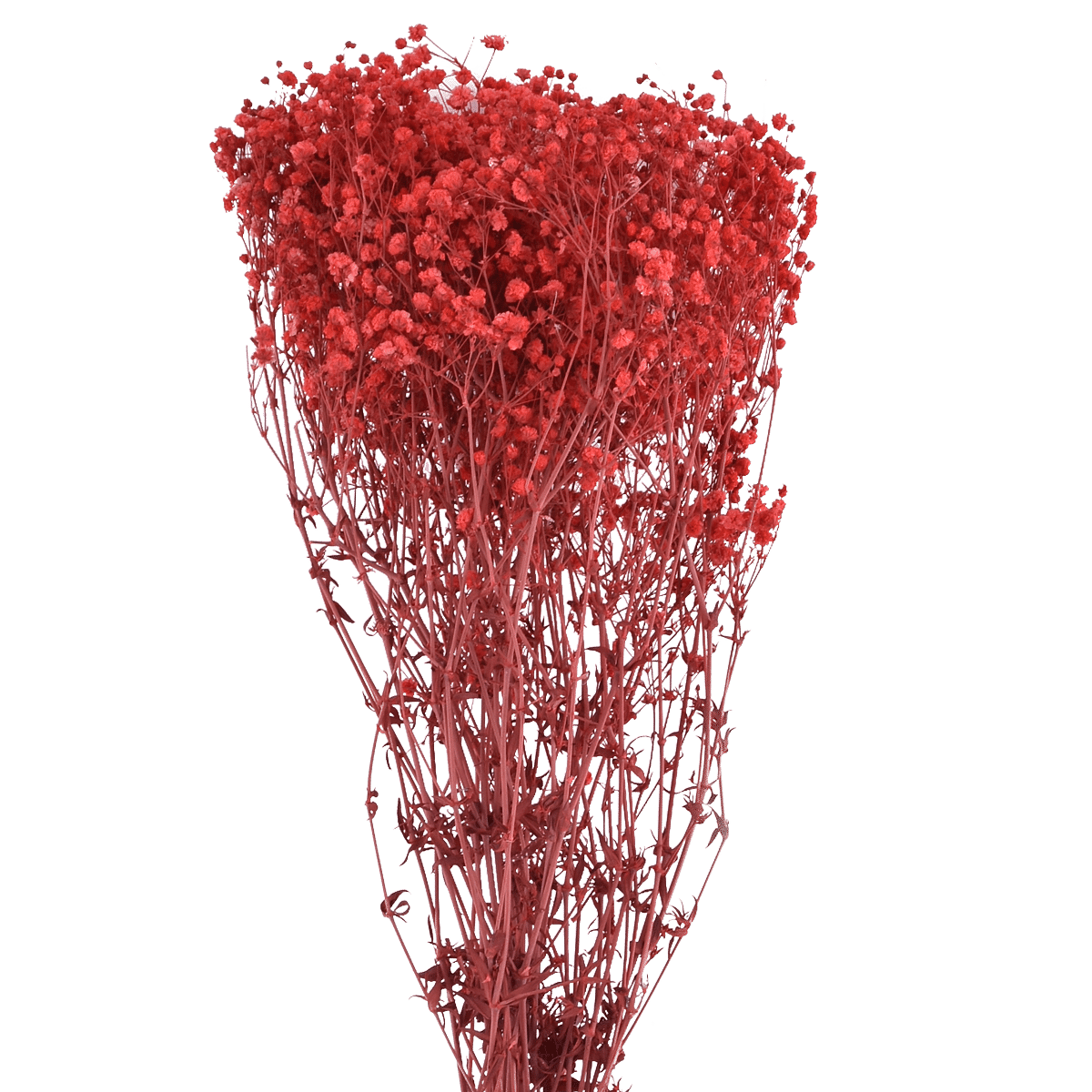 RI009541_1