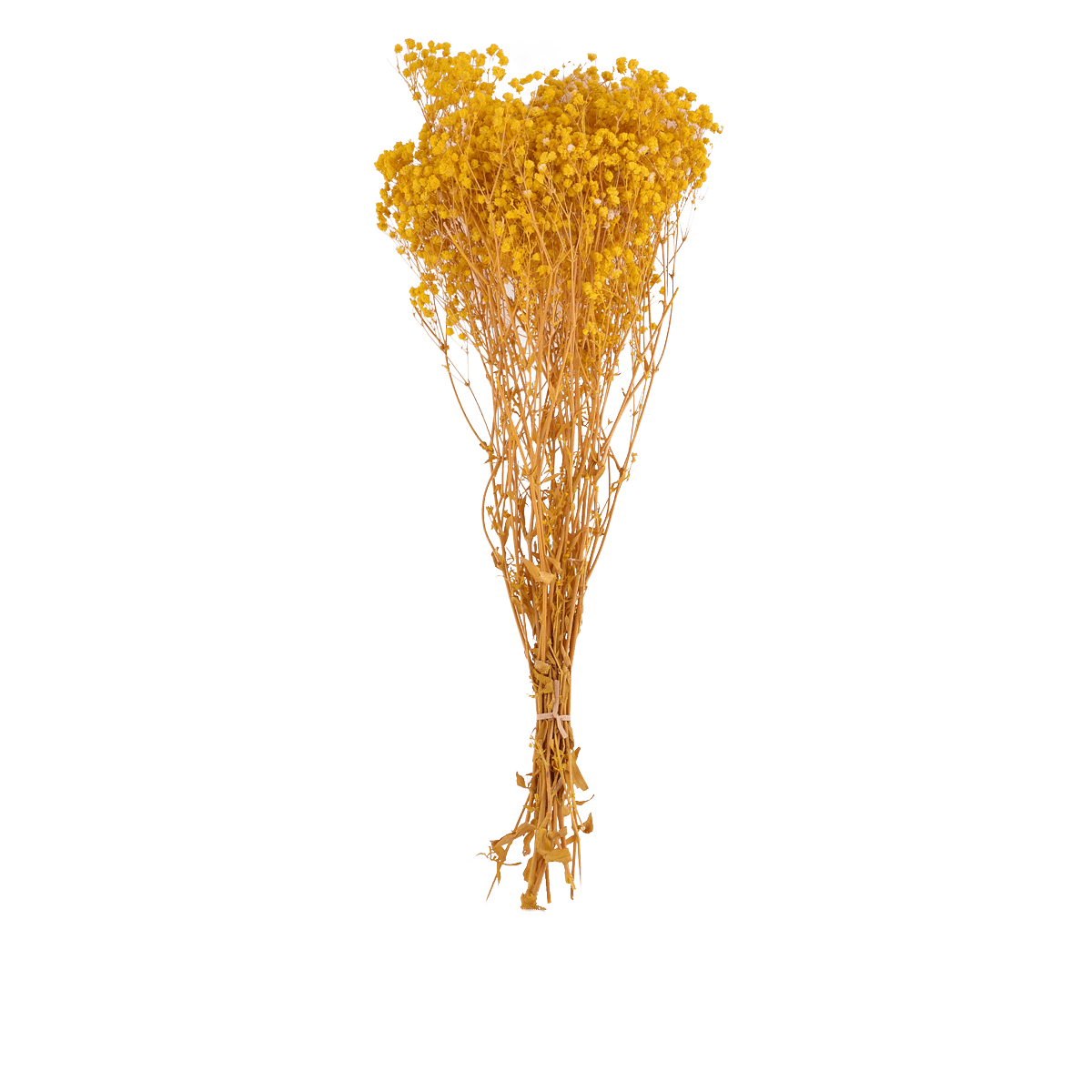 Gypsophila Paniculata Dried Botanical