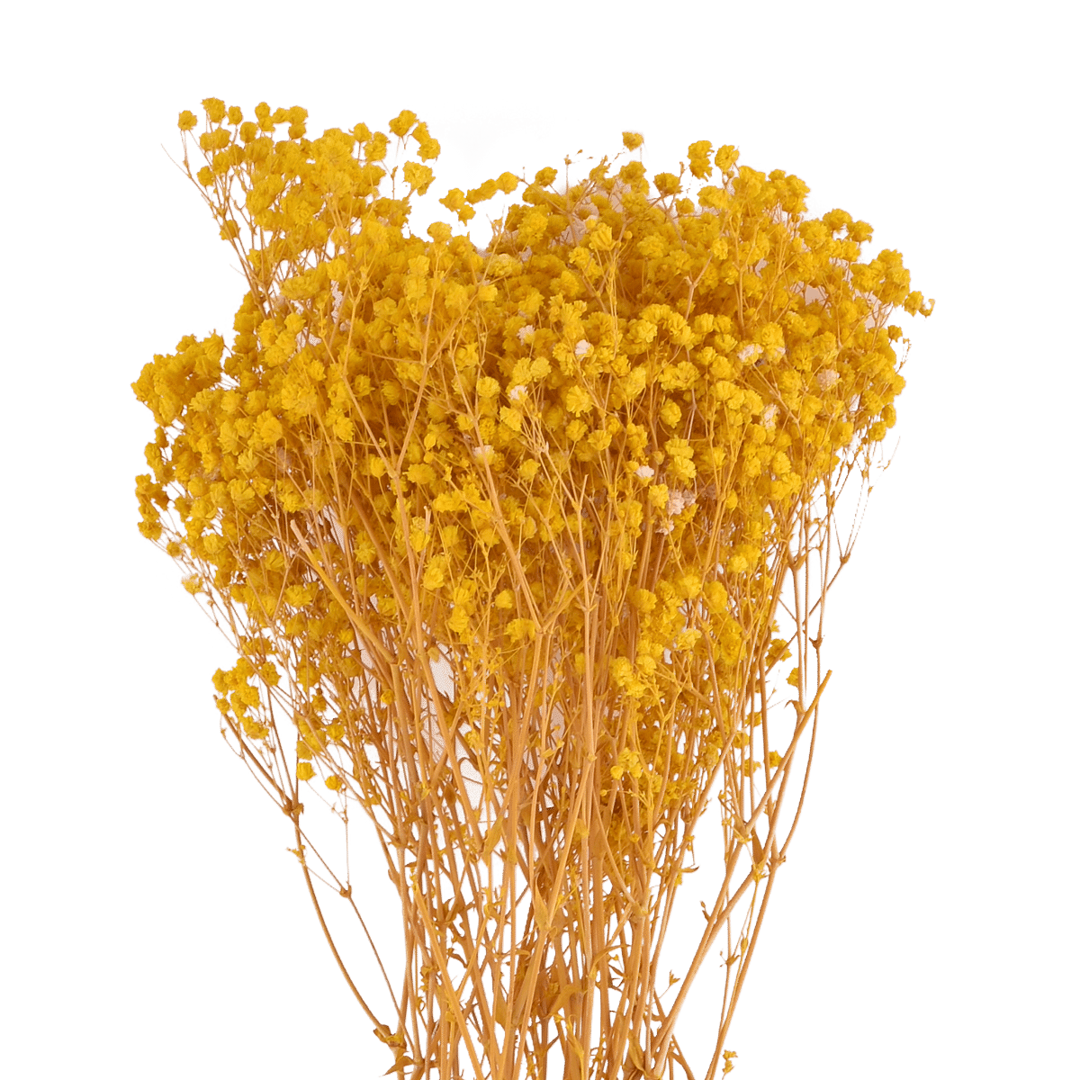 RI009542_1