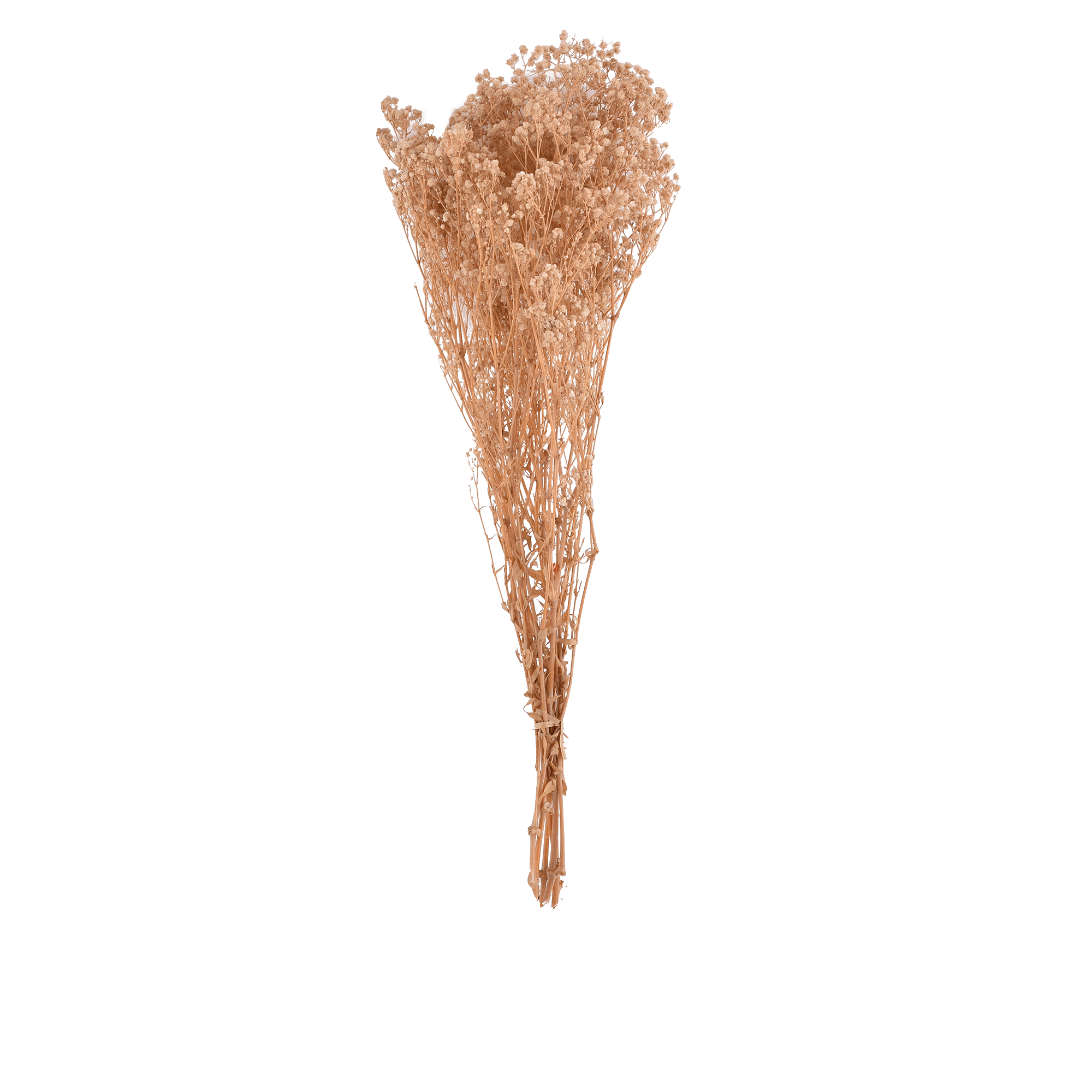 Gypsophila Paniculata Dried Botanical