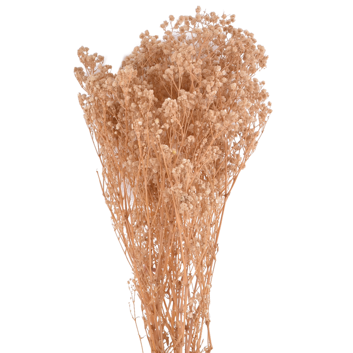 Gypsophila Paniculata Dried Botanical