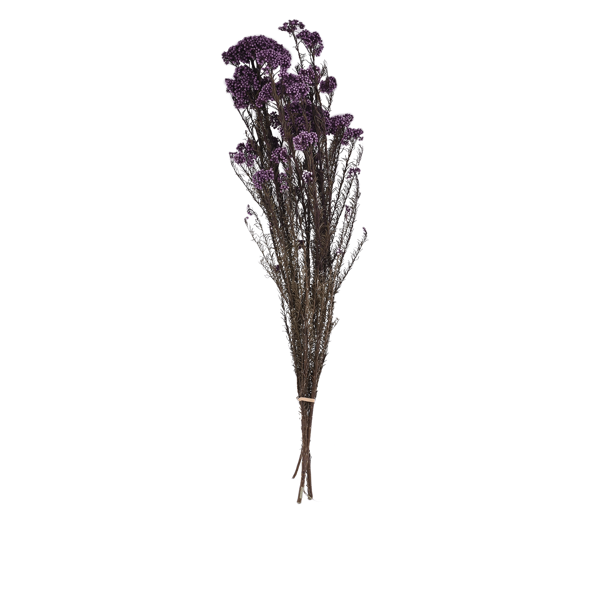 Ozothamnus Diosmifolius Dried Botanical