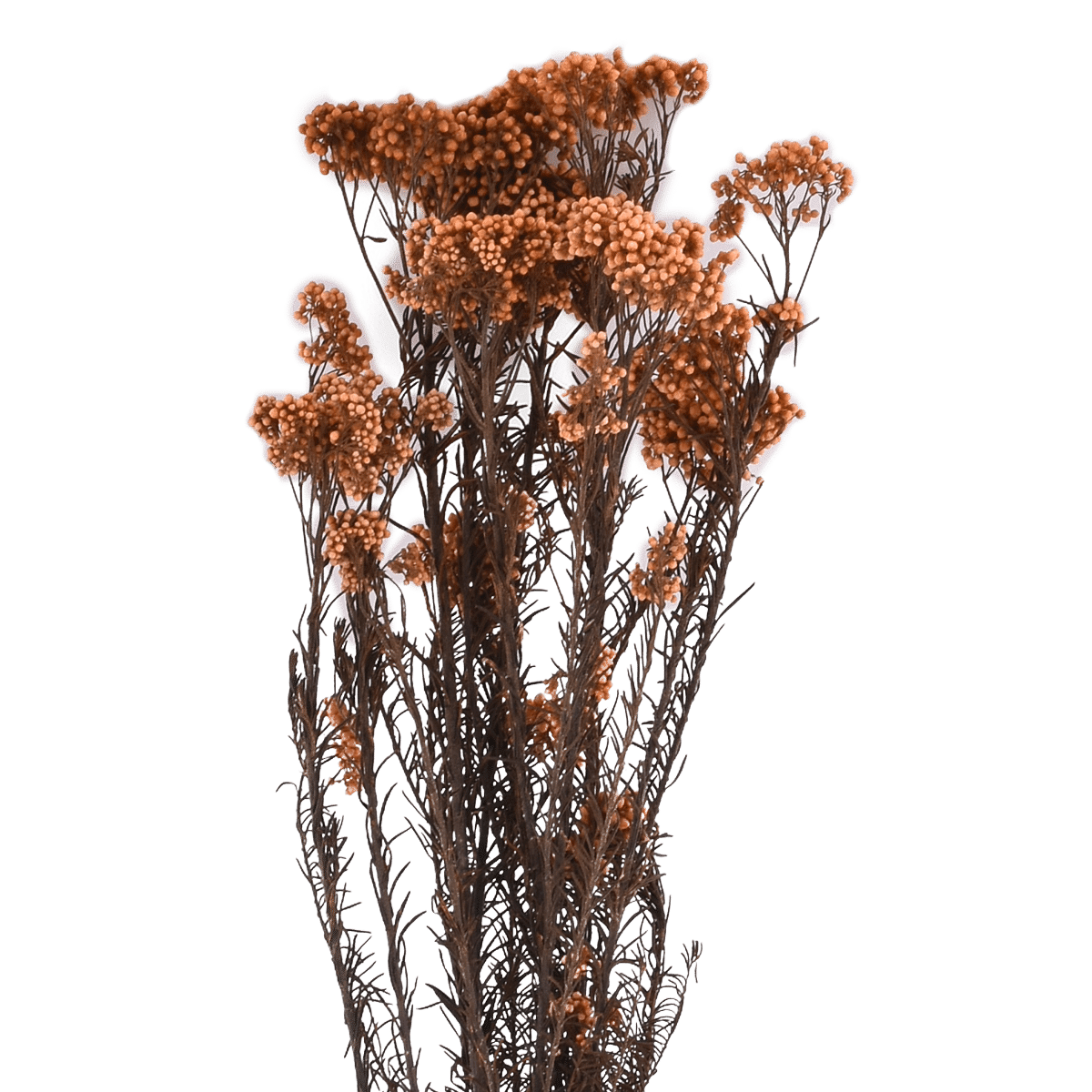 RI009546_1