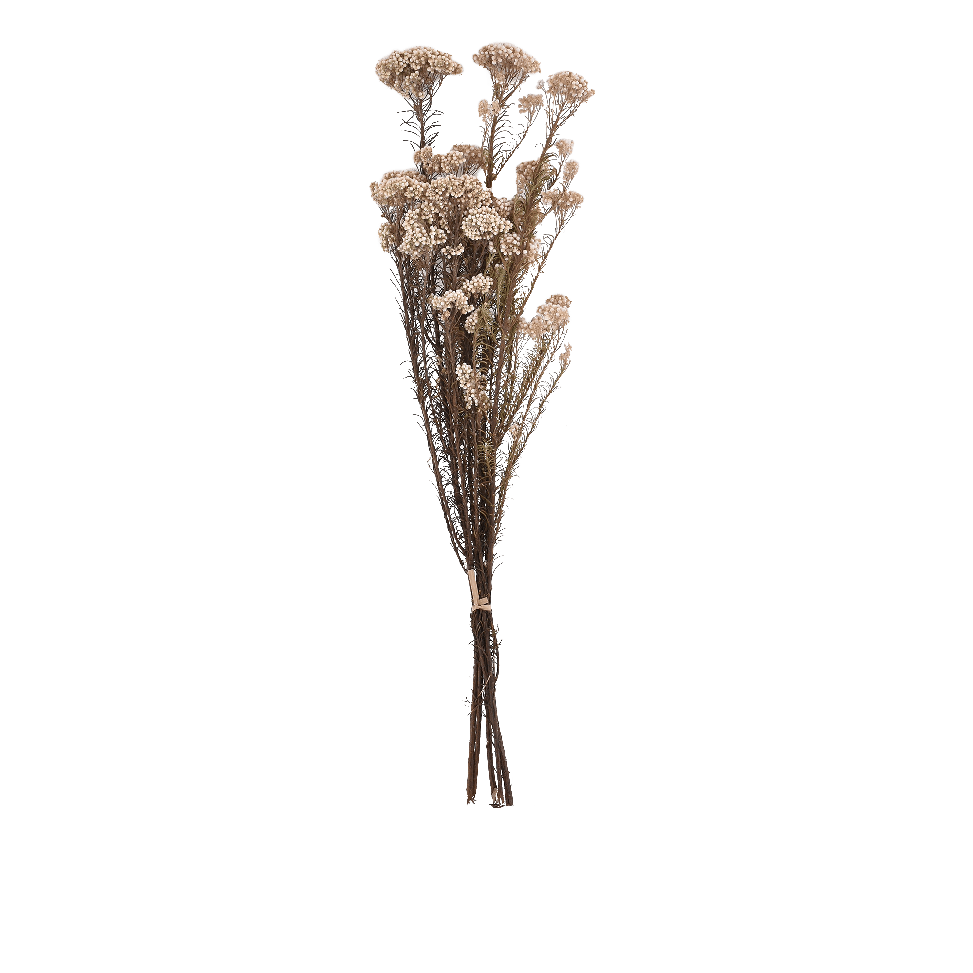 Ozothamnus Diosmifolius Dried Botanical