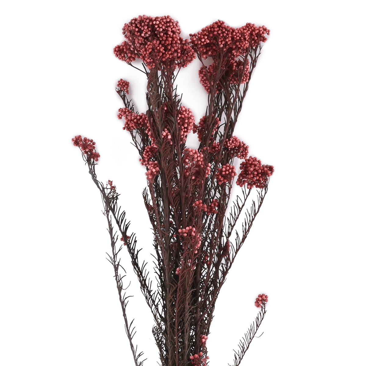 RI009548_1