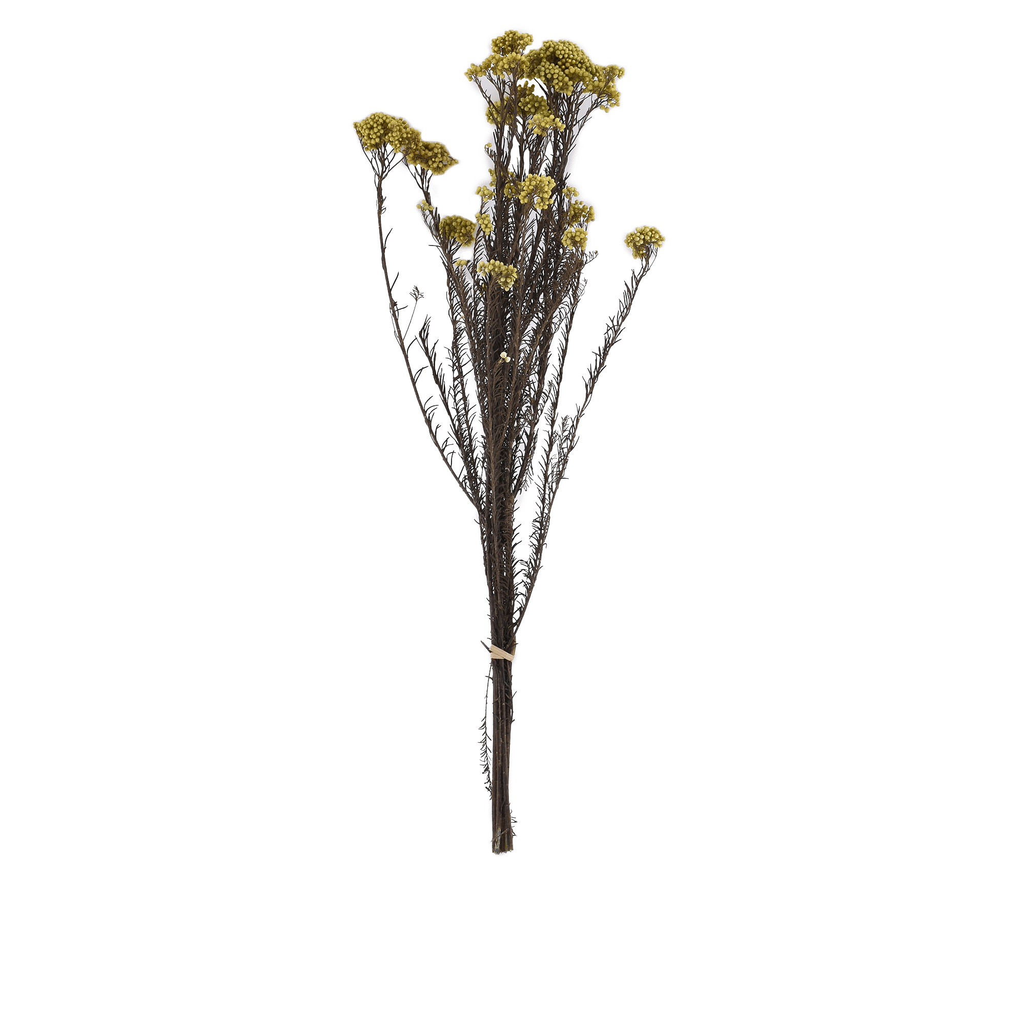 Ozothamnus Diosmifolius Dried Botanical