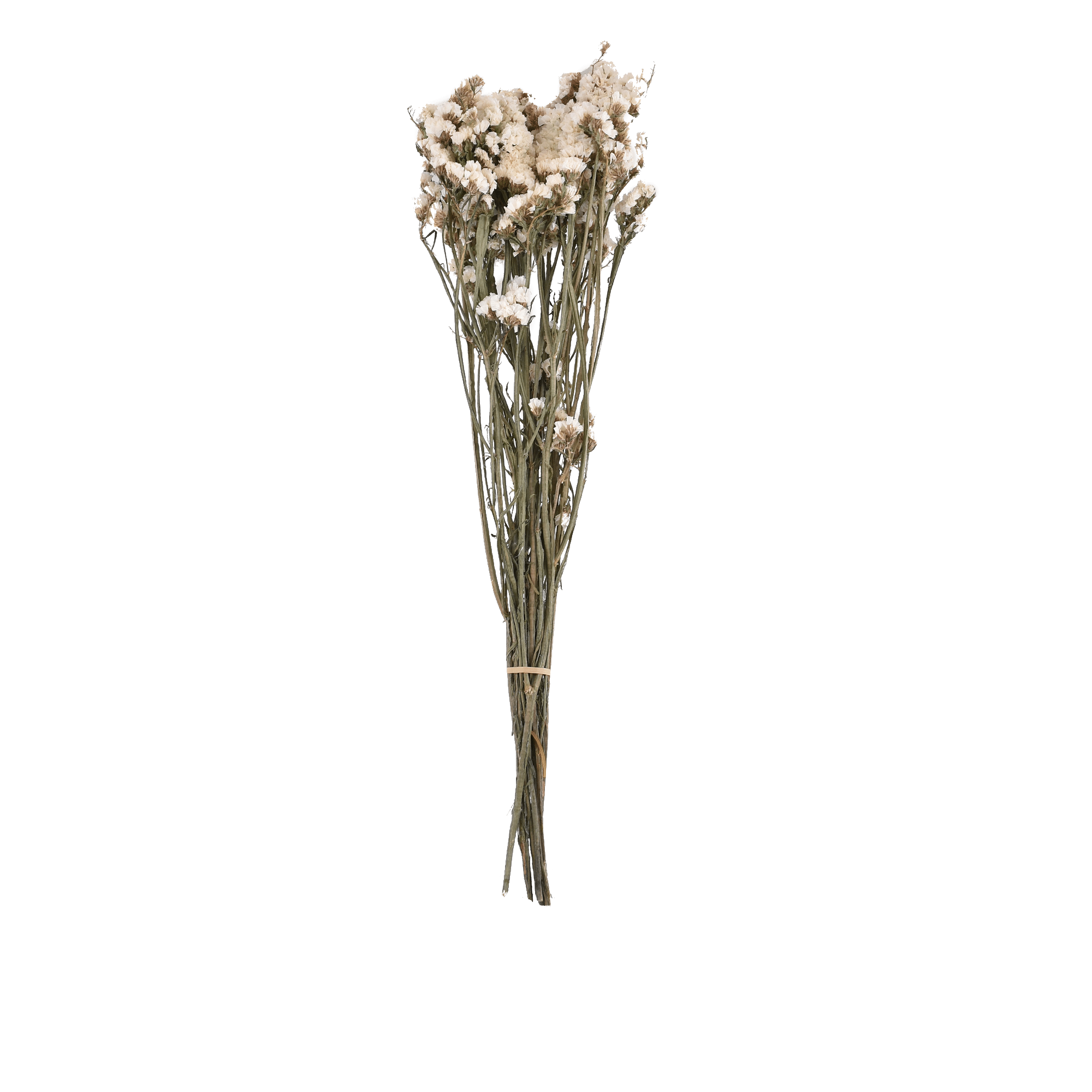 Limonium Sinense Dried Botanical