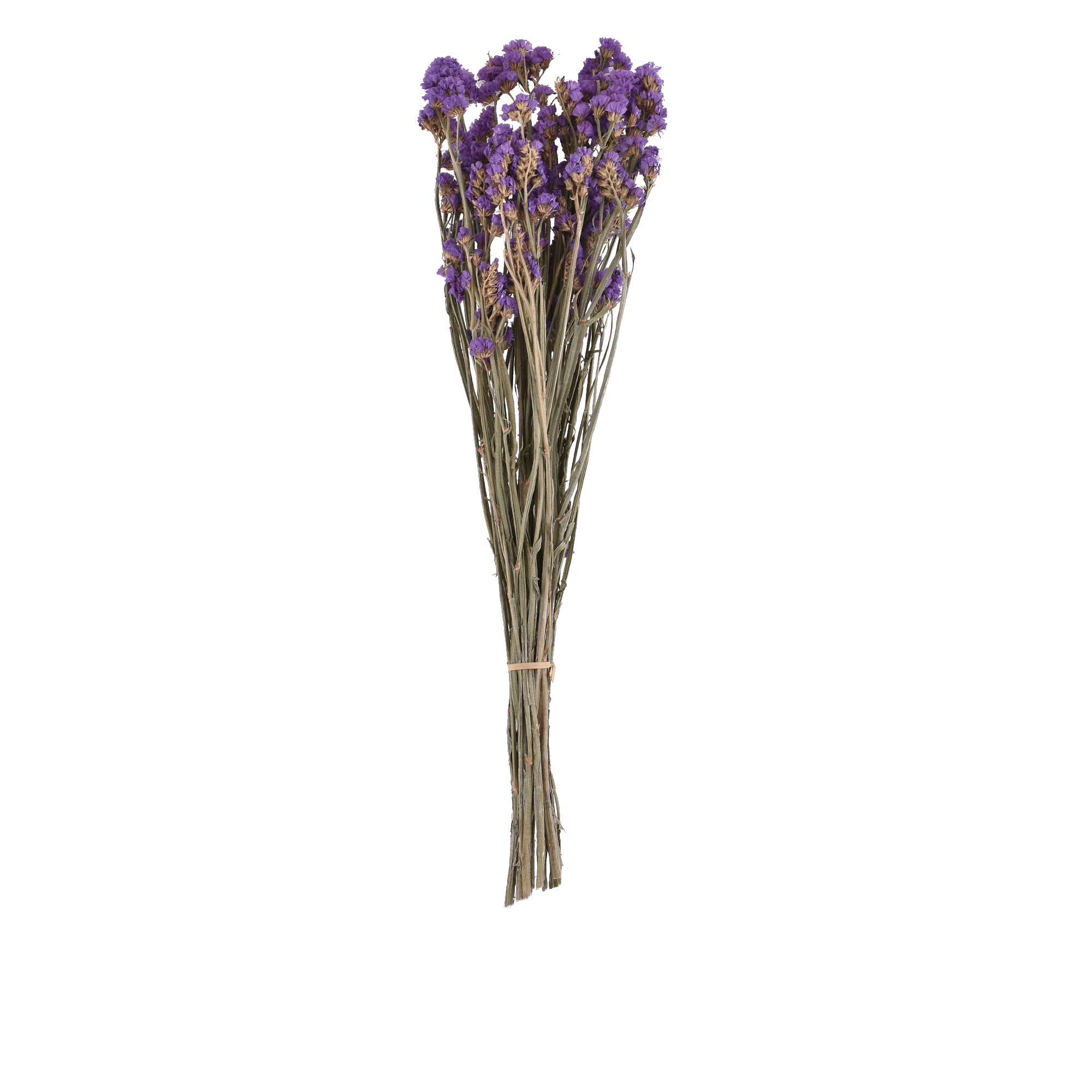 Limonium Sinense Dried Botanical