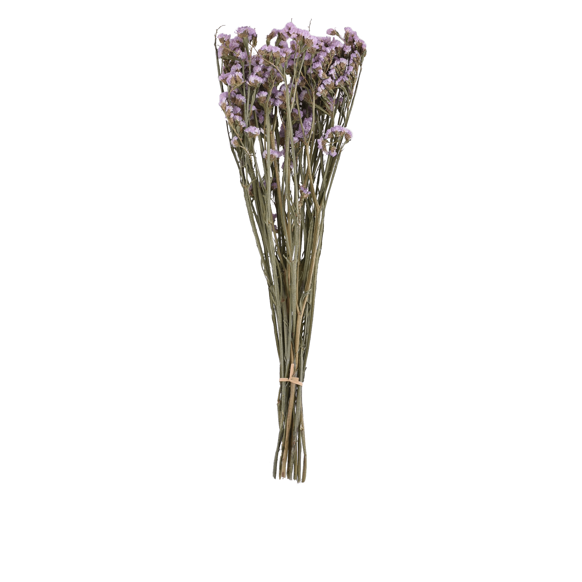 Limonium Sinense Dried Botanical