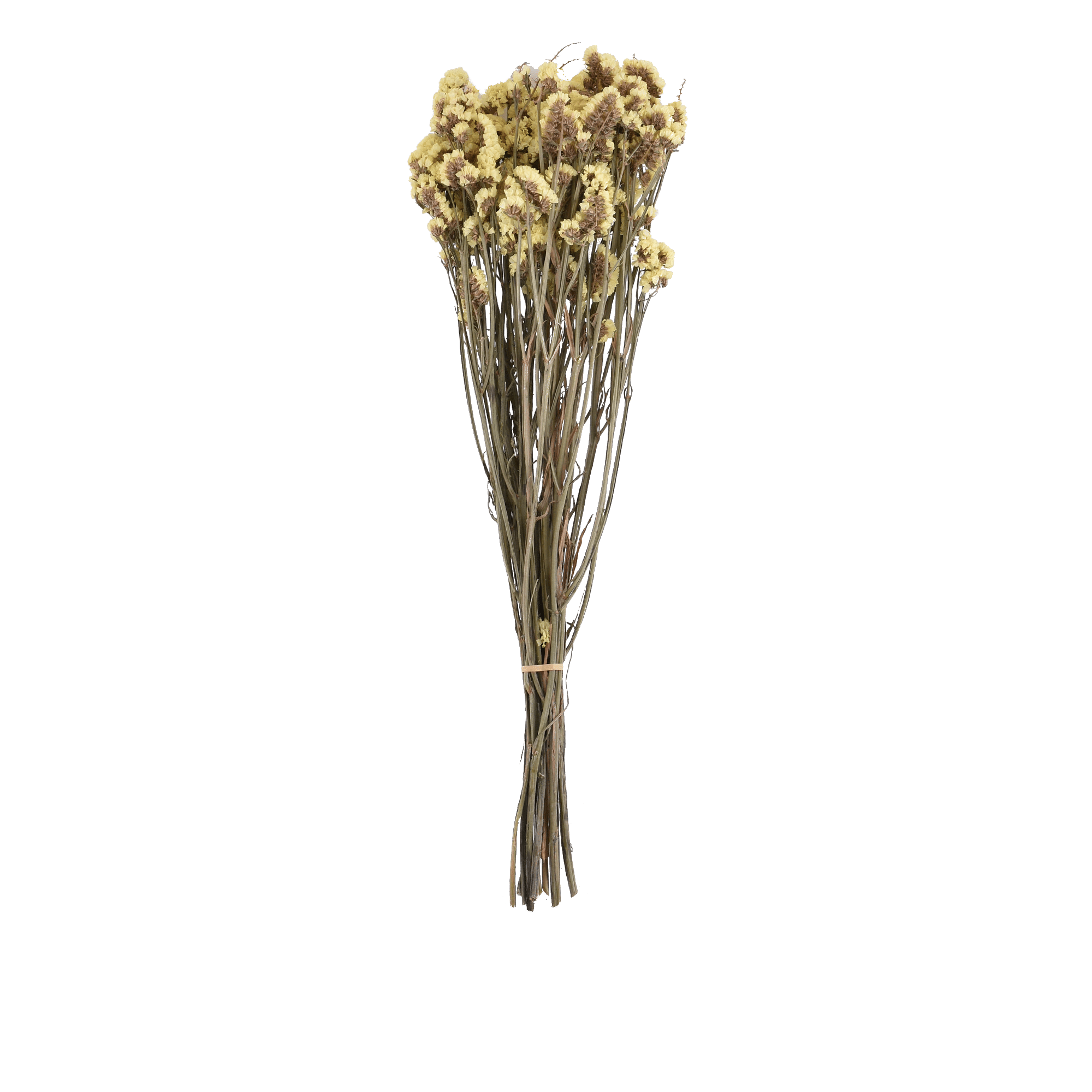 Limonium Sinense Dried Botanical