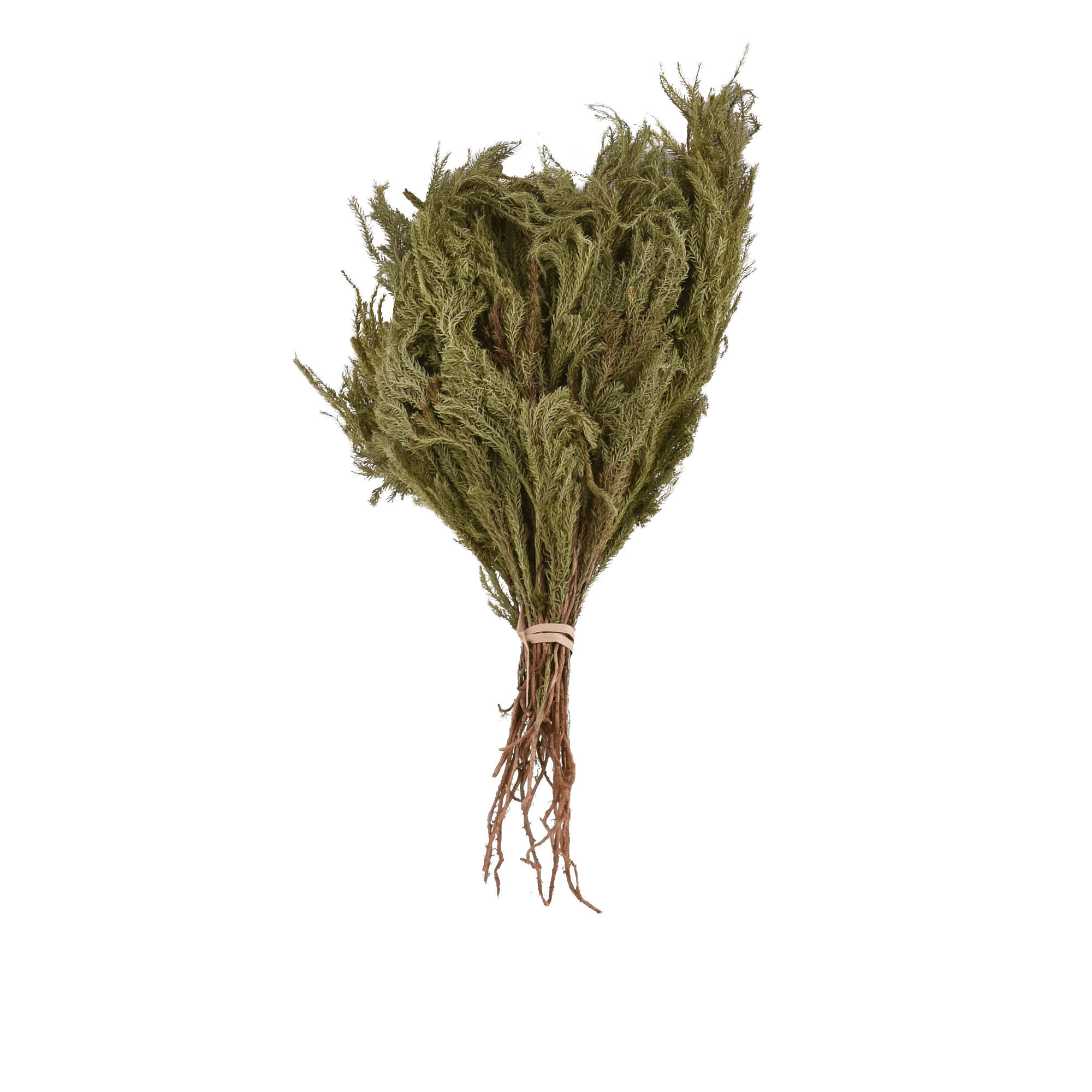 Lycopodium Japonicum Dried Botanical