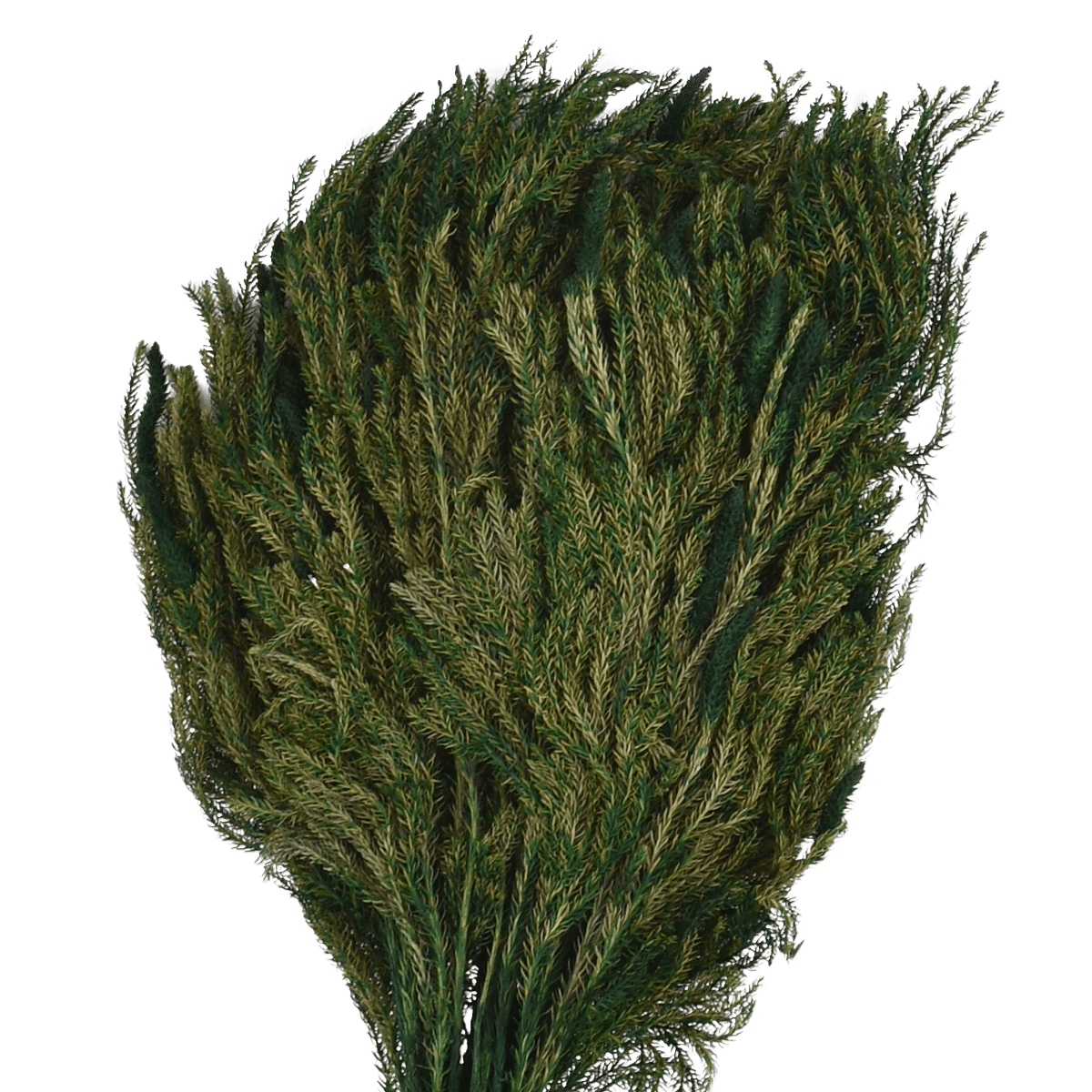 RI009558_1