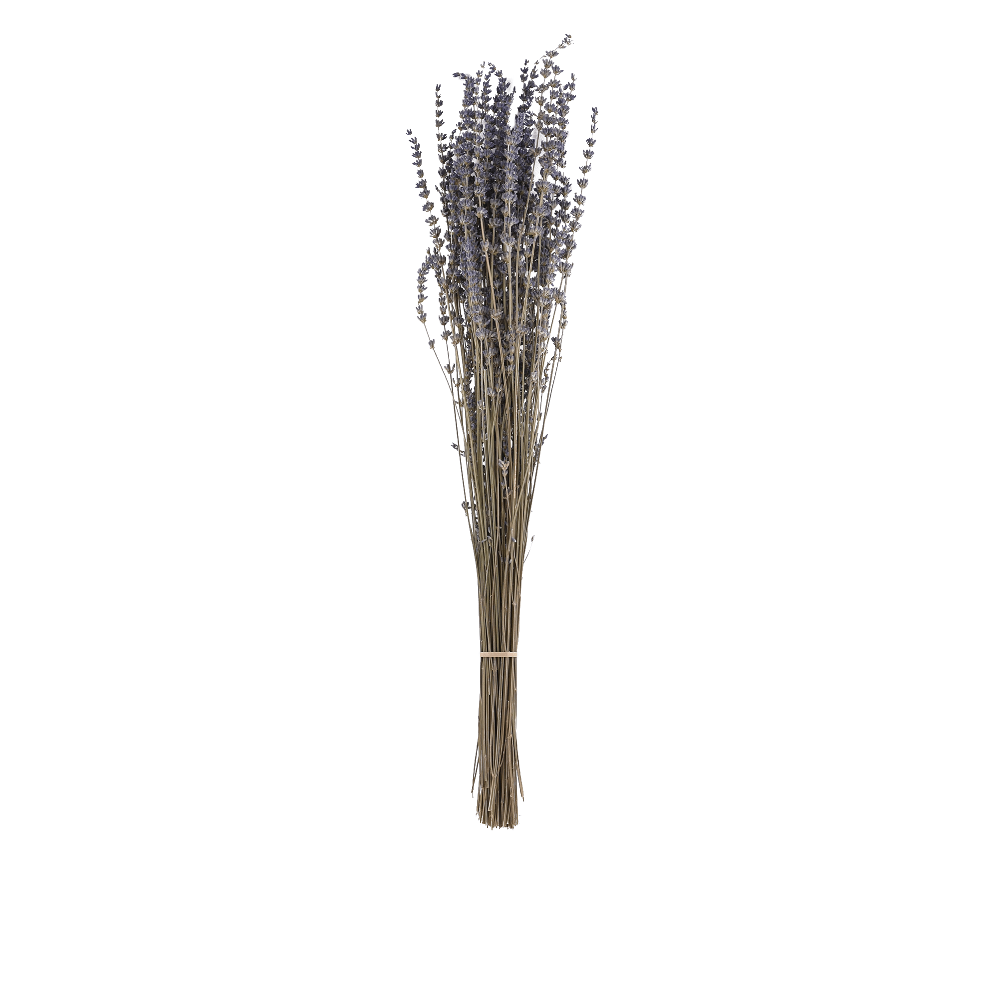 Lavendula Angustifolia Dried Botanical