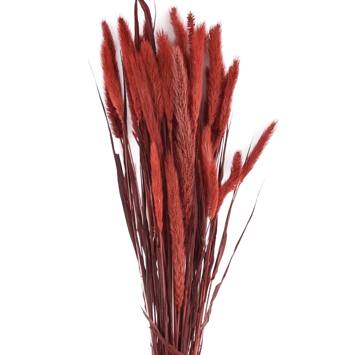 /R/I/RI009561_1.png