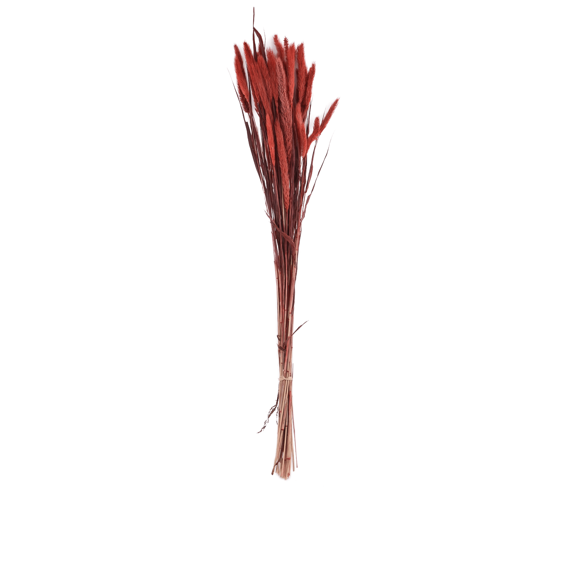 Setaira Dried Botanical
