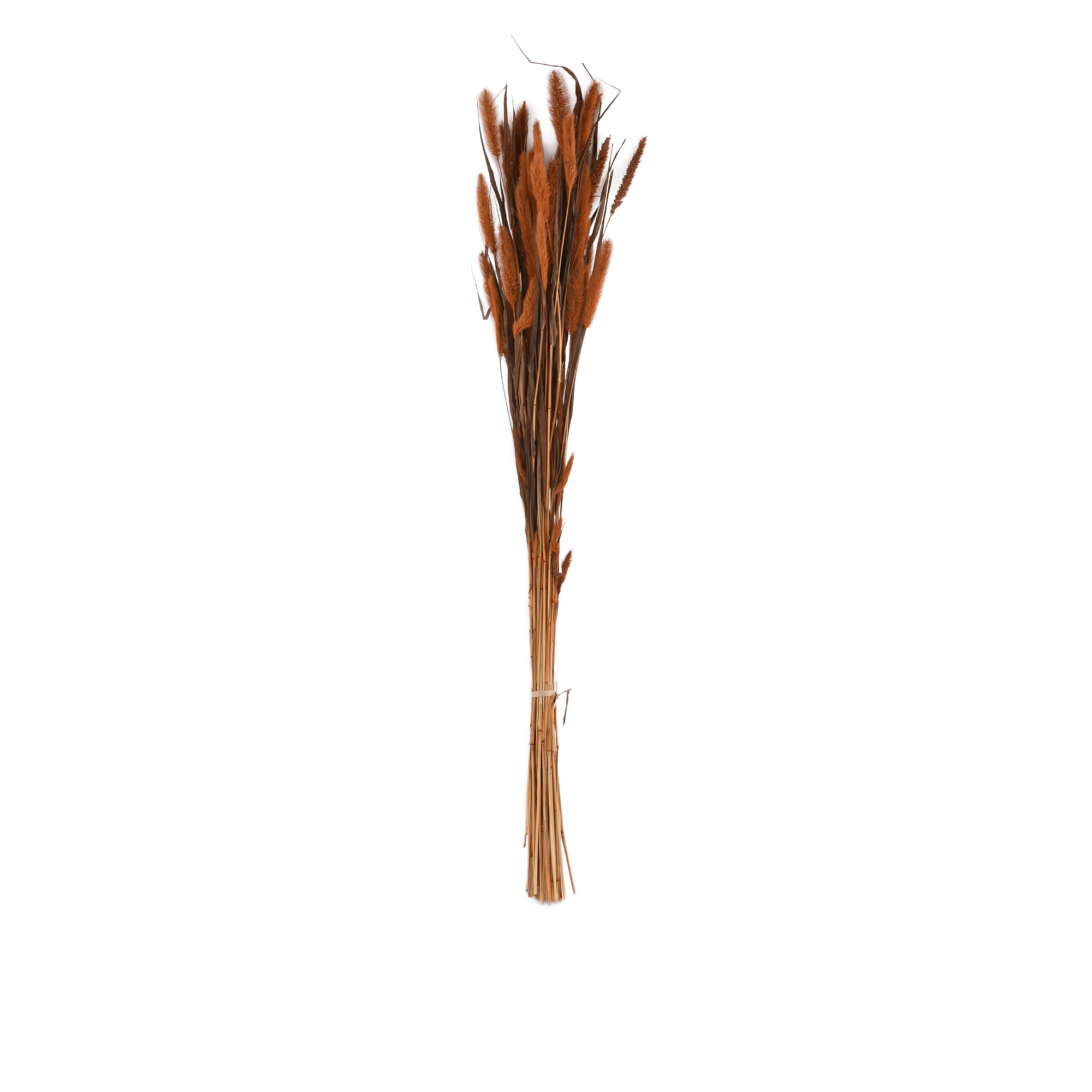 Setaira Dried Botanical