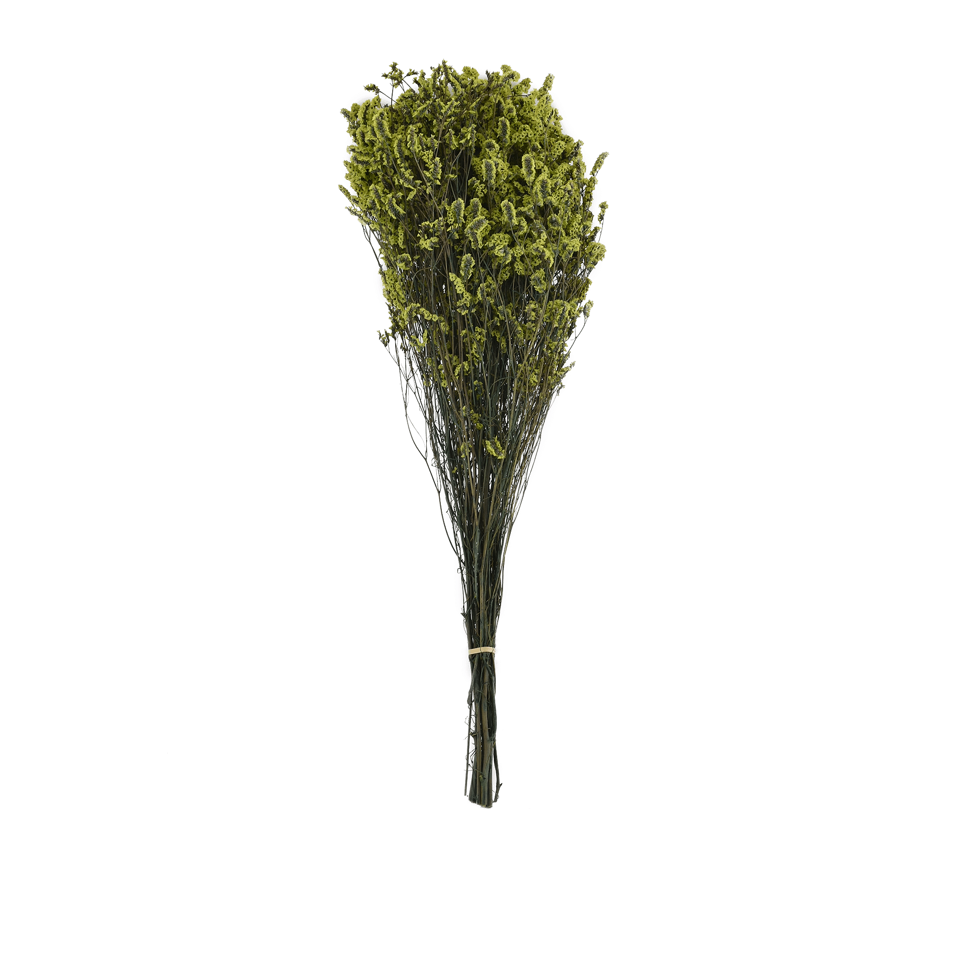 Plumbaginaceae Dried Botanical