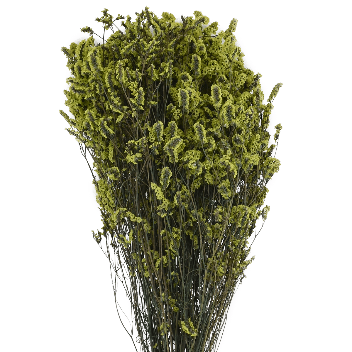 Plumbaginaceae Dried Botanical