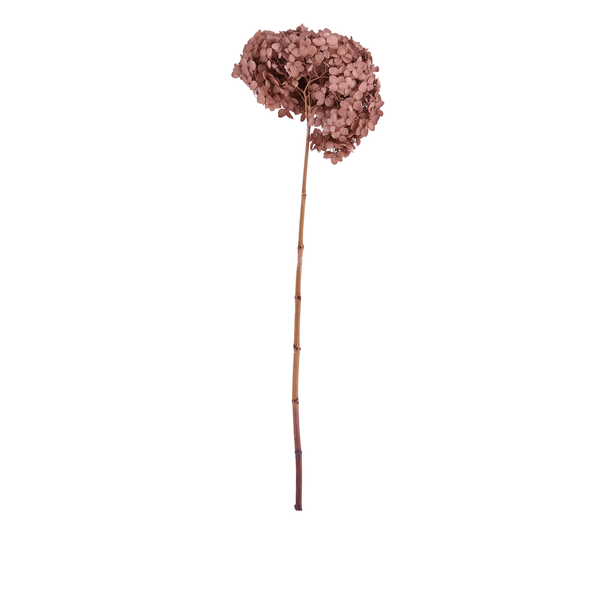 RI009567