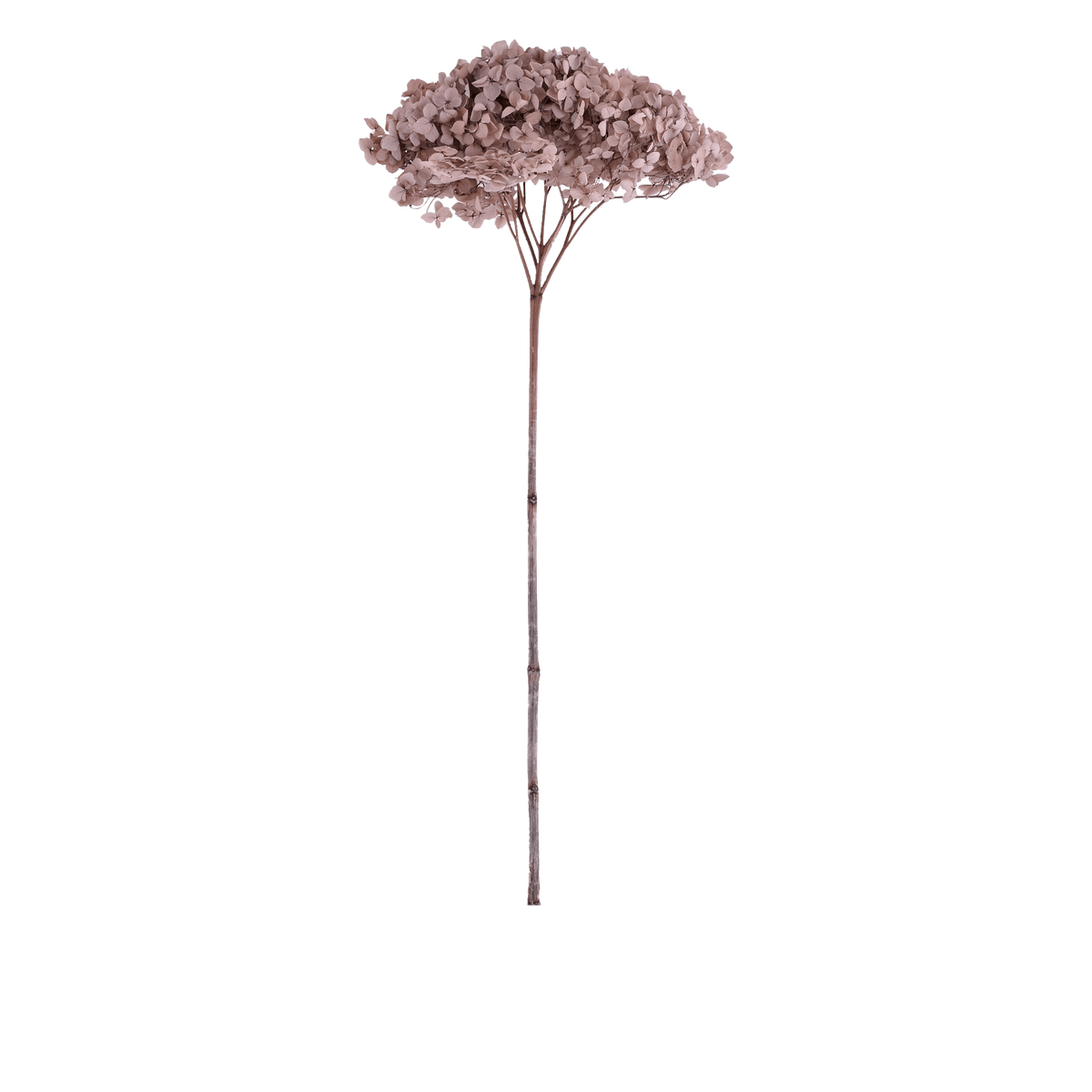 RI009568