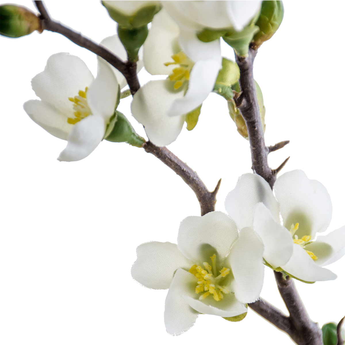 Peach Branch