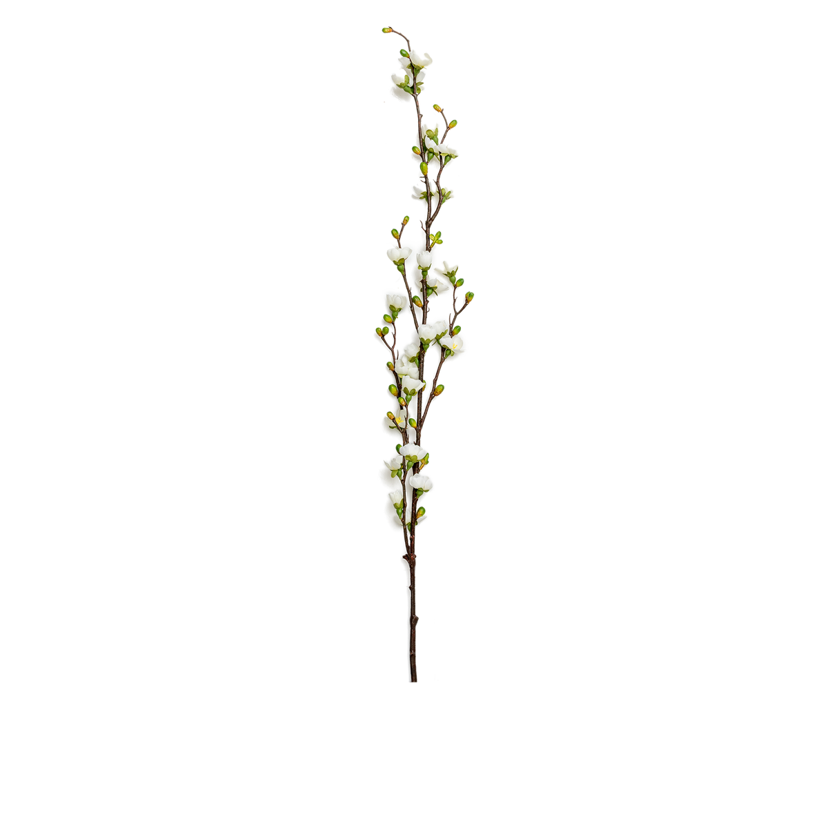 Peach Branch