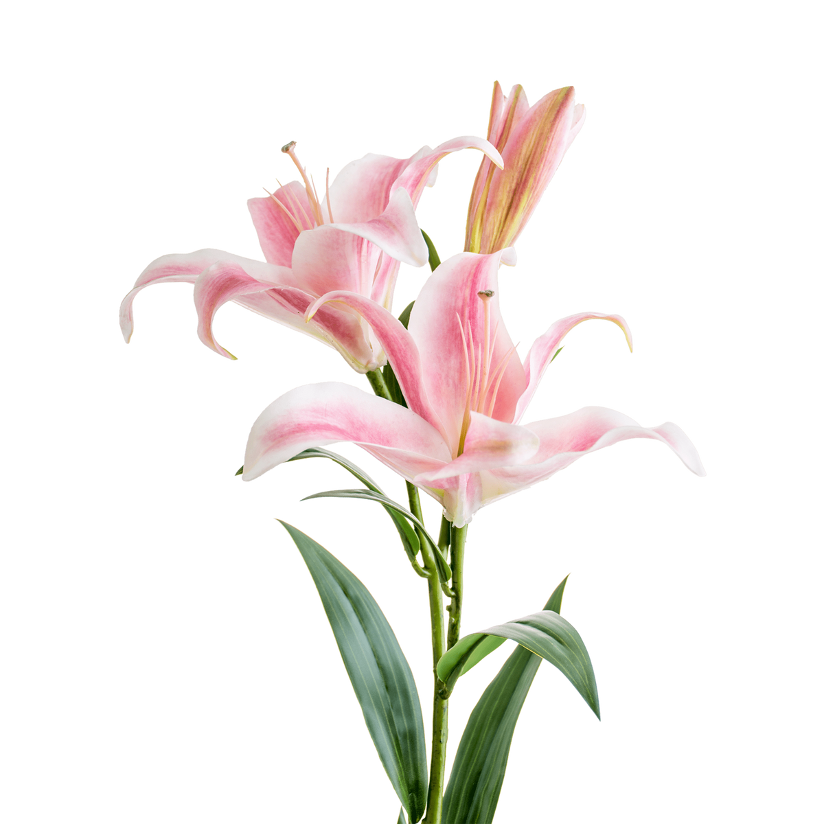 Lily Spray