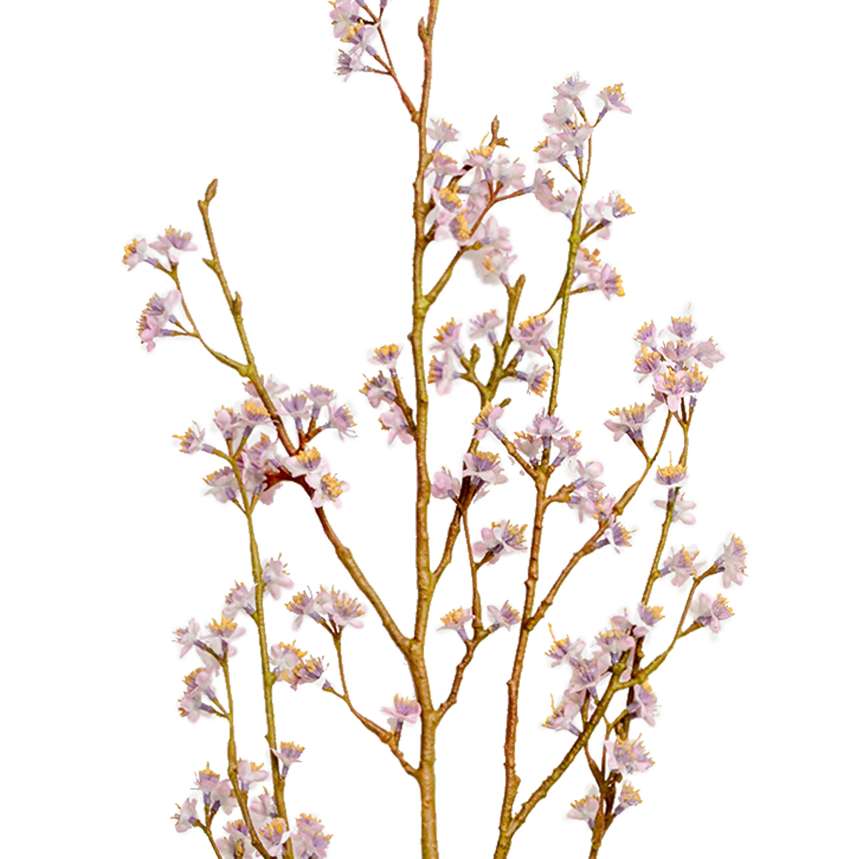 Blossom Branch