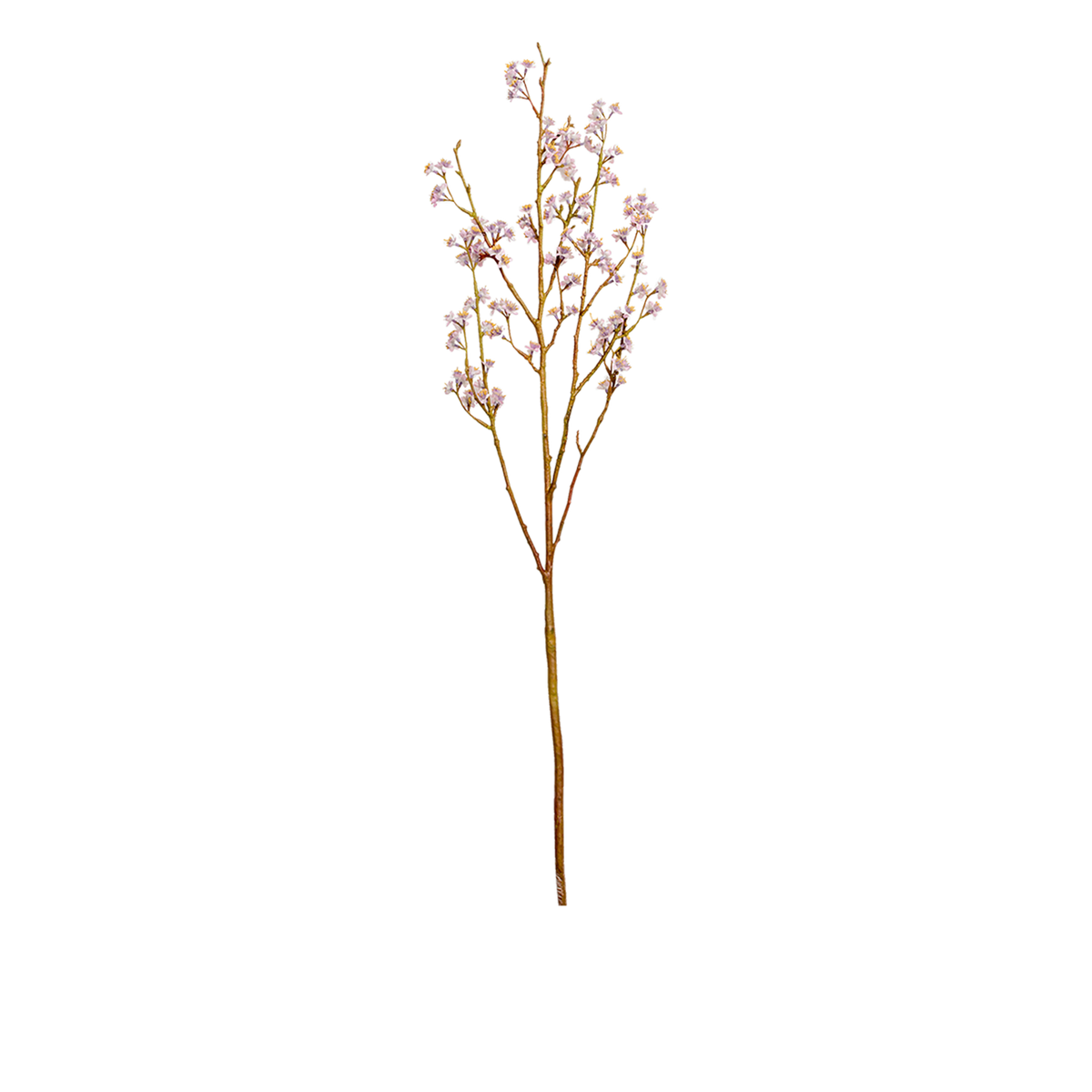 Blossom Branch