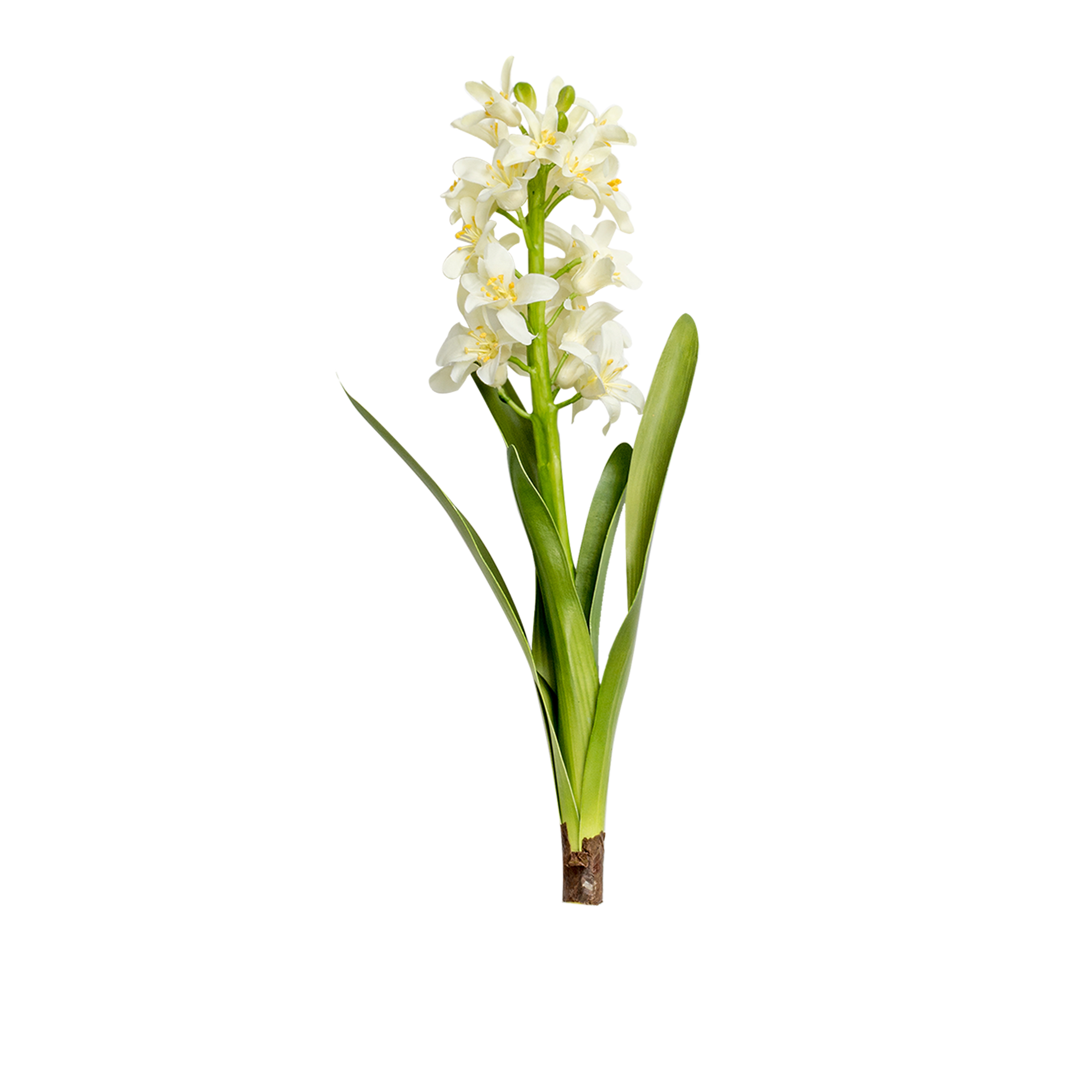 Hyacinth Stem