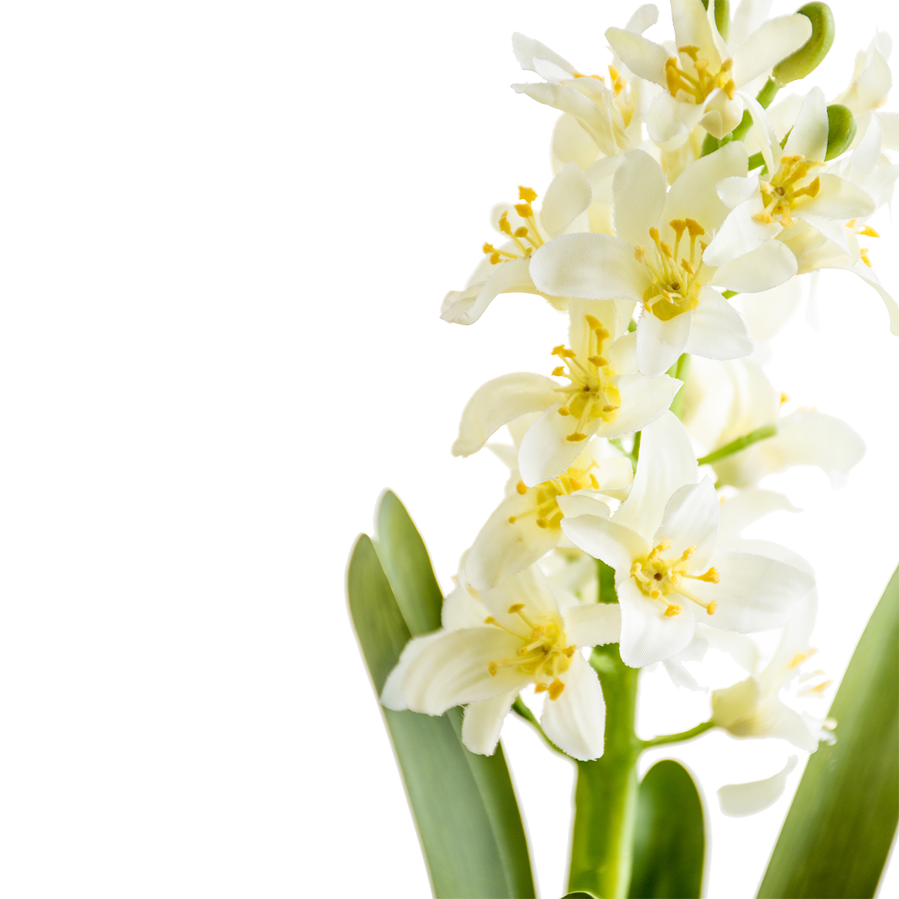 Hyacinth Stem
