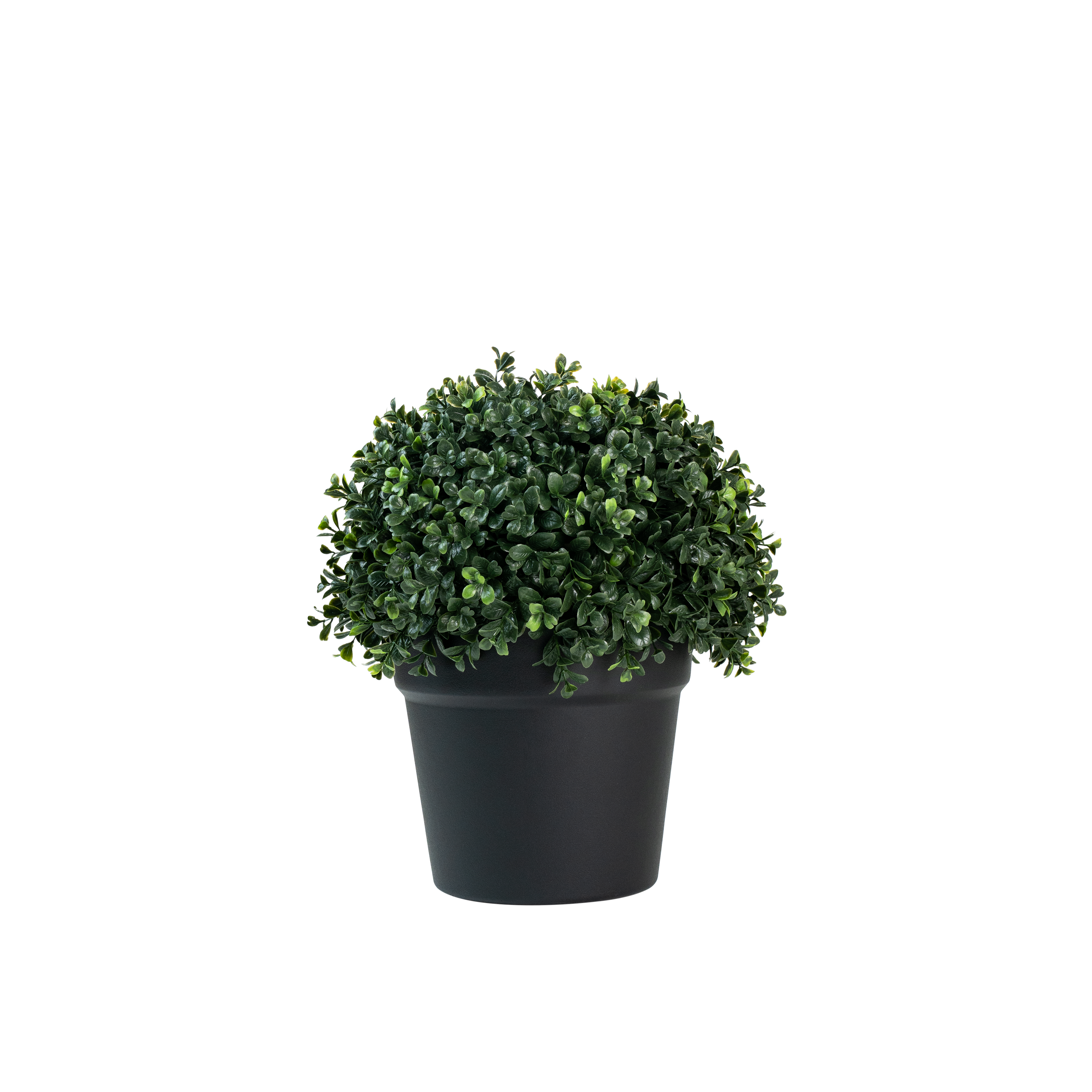 Florica Ivy Leaf Potted Plant