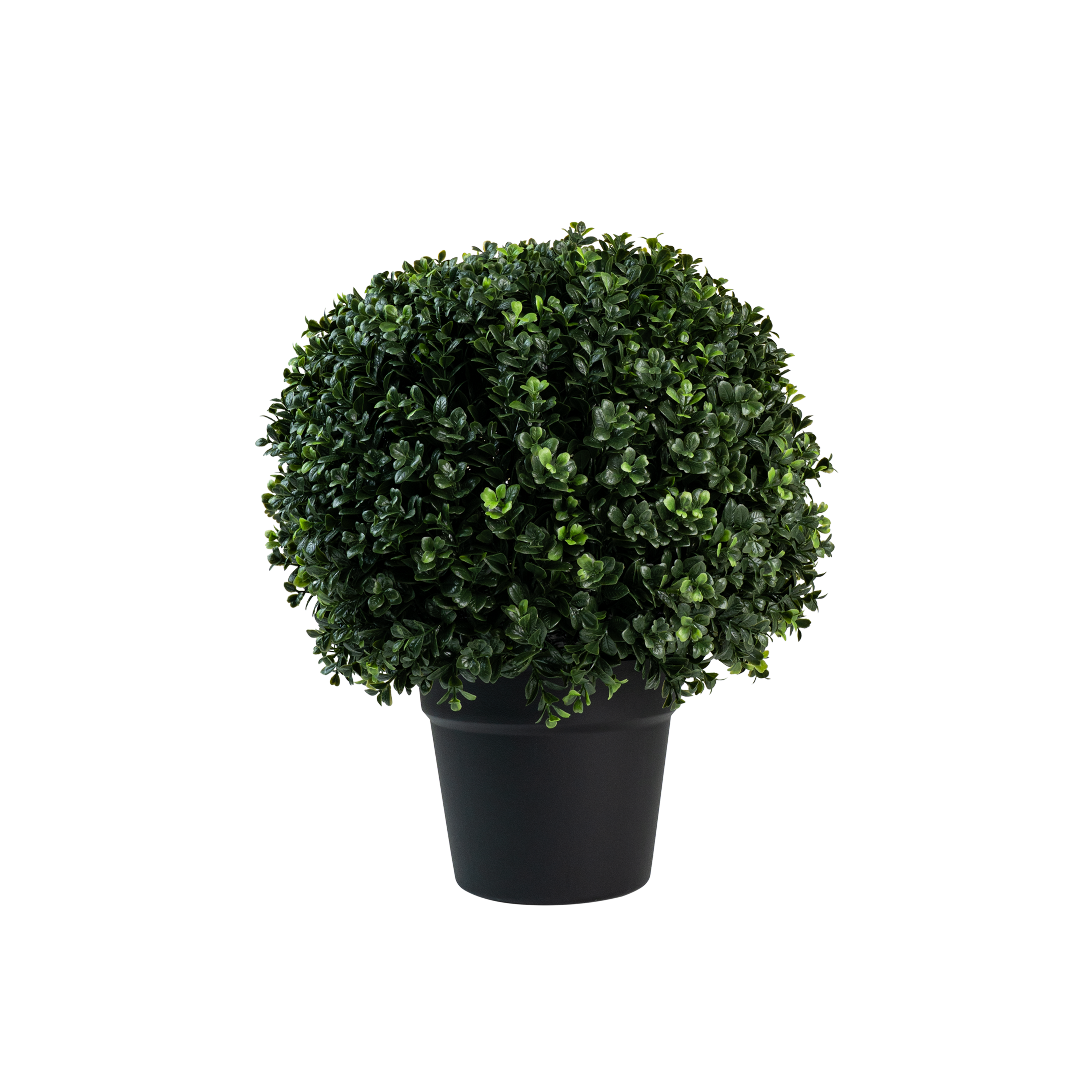 Florica Ivy Leaf Potted Plant