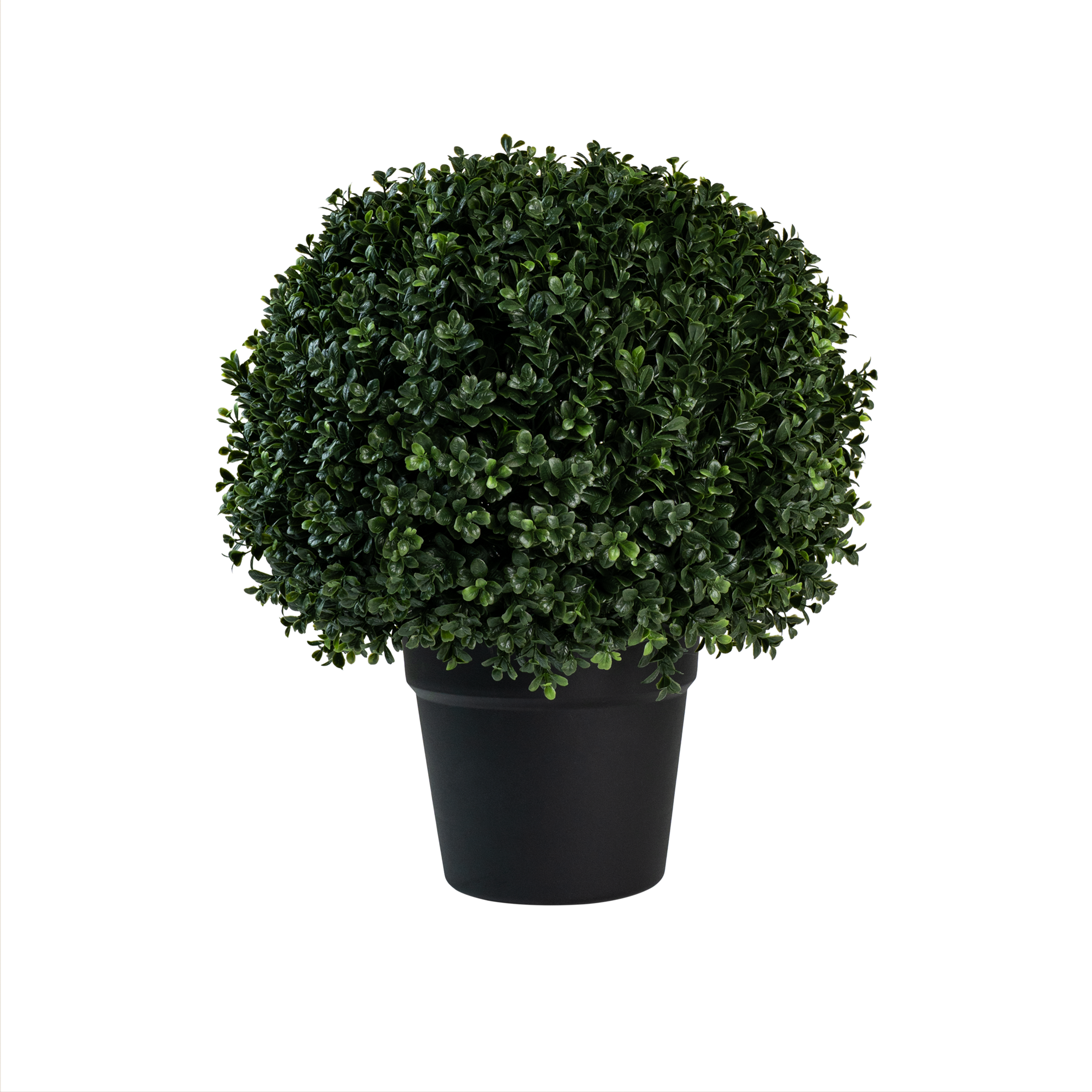Florica Ivy Leaf Potted Plant