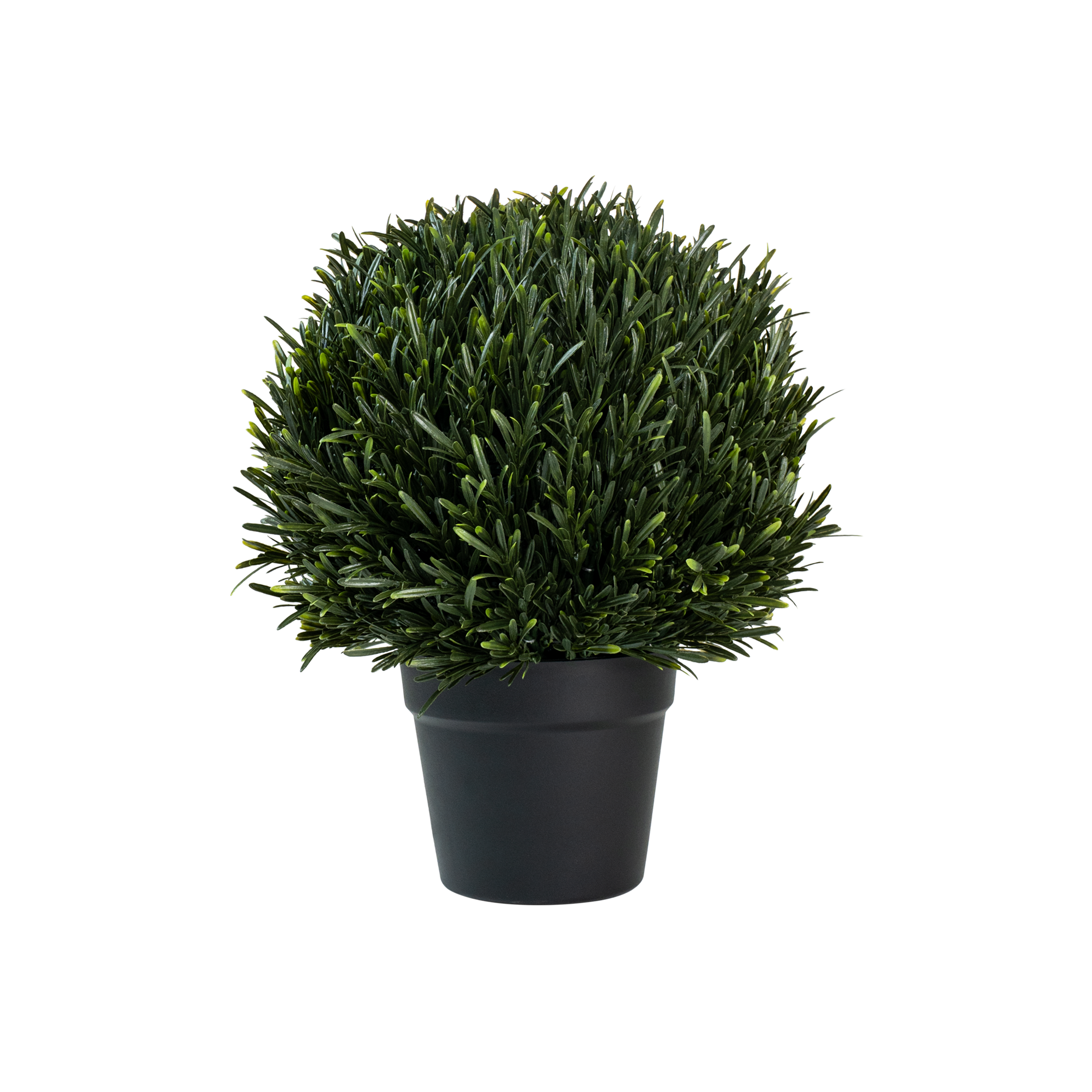 Orrila Rosemary Potted Plant